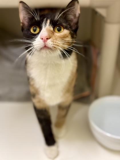 Janeway, a Adoptable Calico in Downers Grove, IL image 2/2