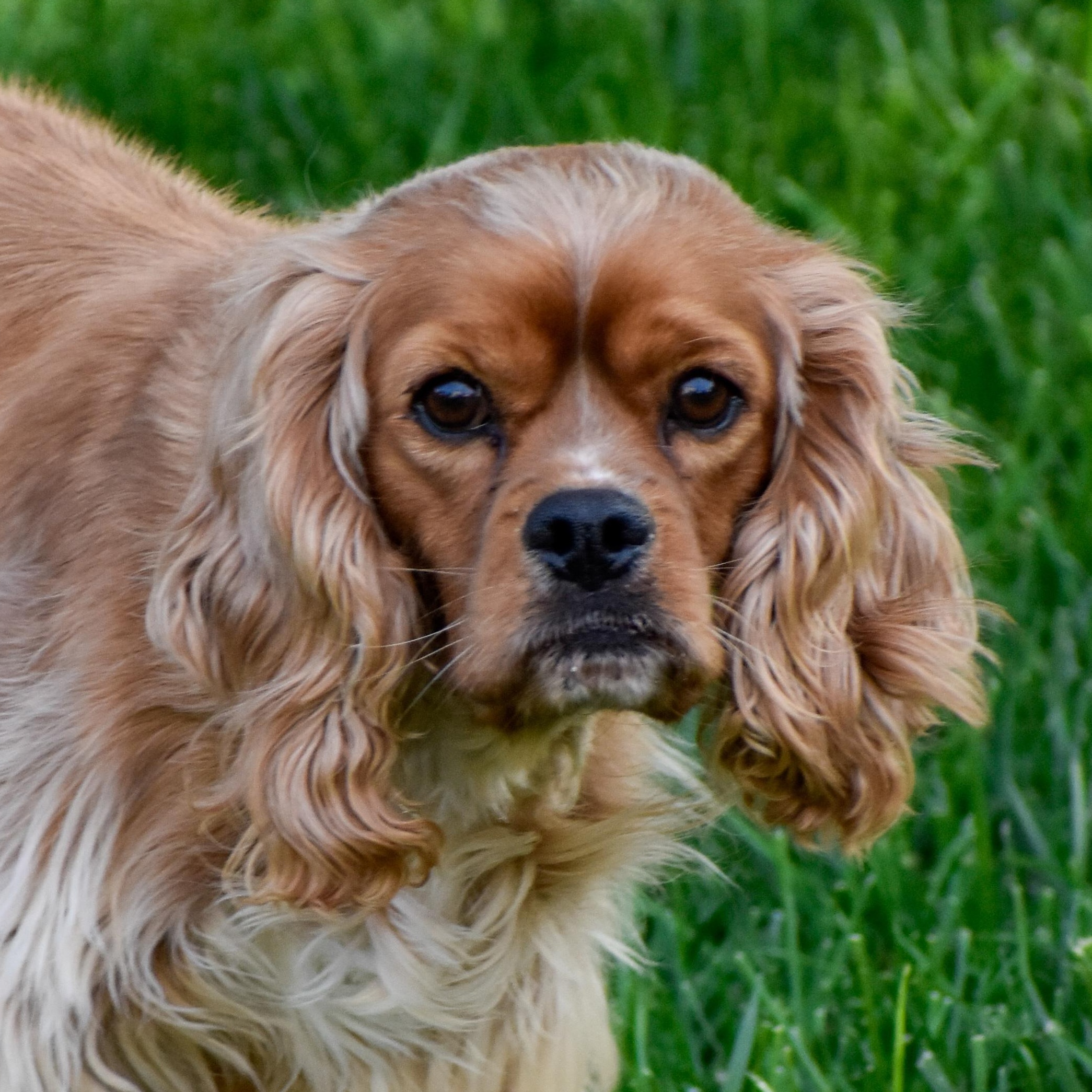 Elliott, a ADOPTABLE Cocker Spaniel in Indianapolis, IN image 3/4