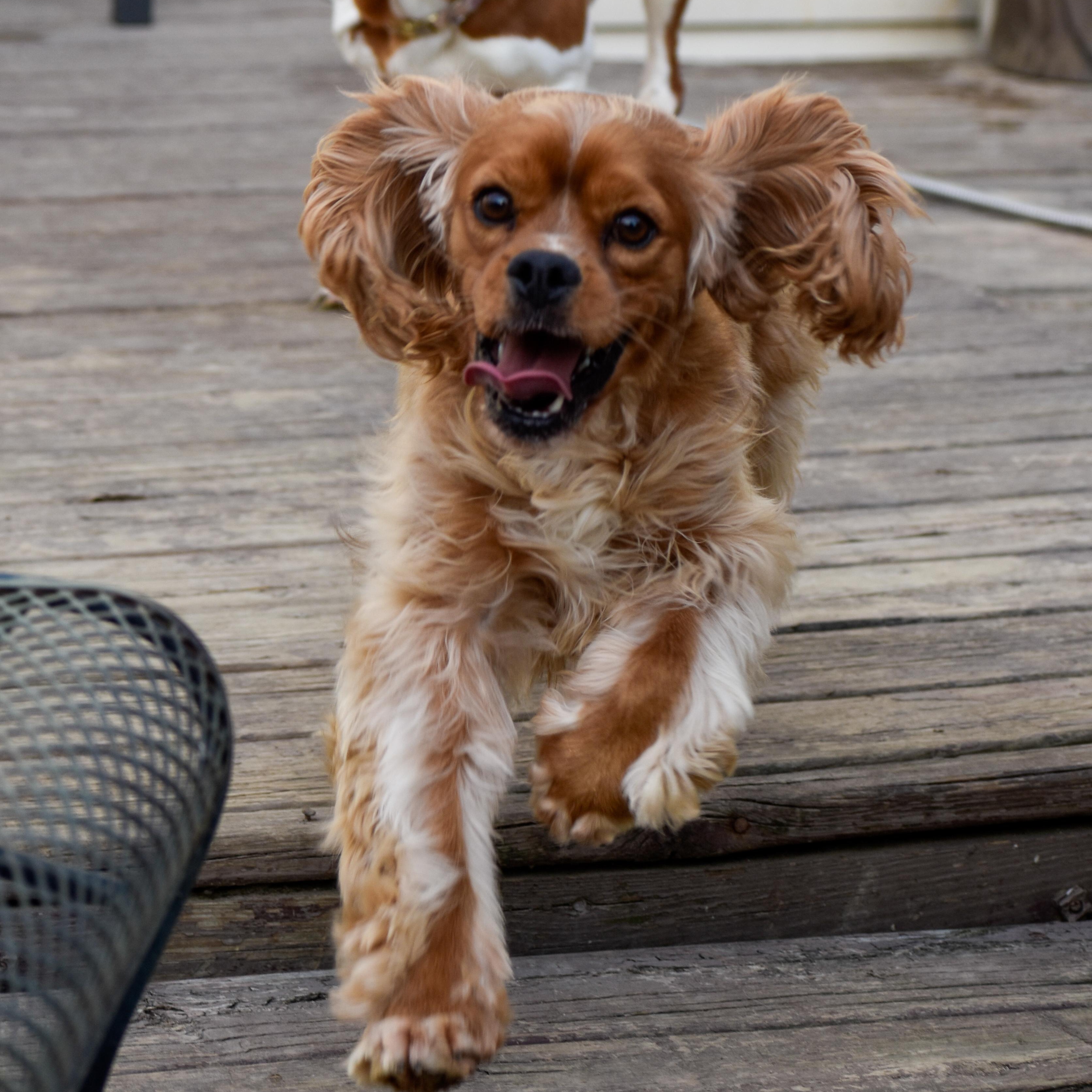 Elliott, a ADOPTABLE Cocker Spaniel in Indianapolis, IN image 4/4