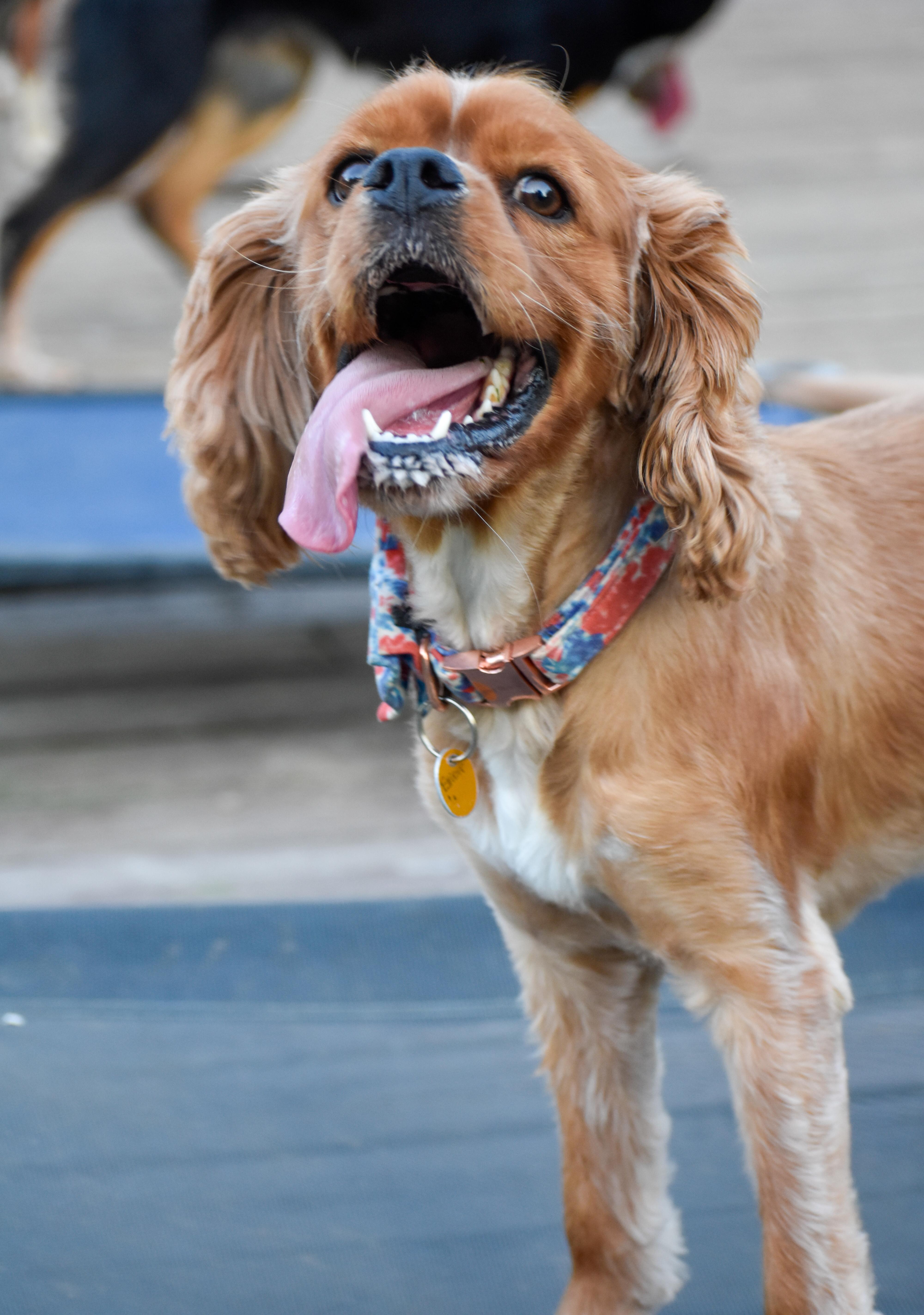 Enlarge Elliott, a ADOPTABLE Cocker Spaniel in Indianapolis, IN image 2/6