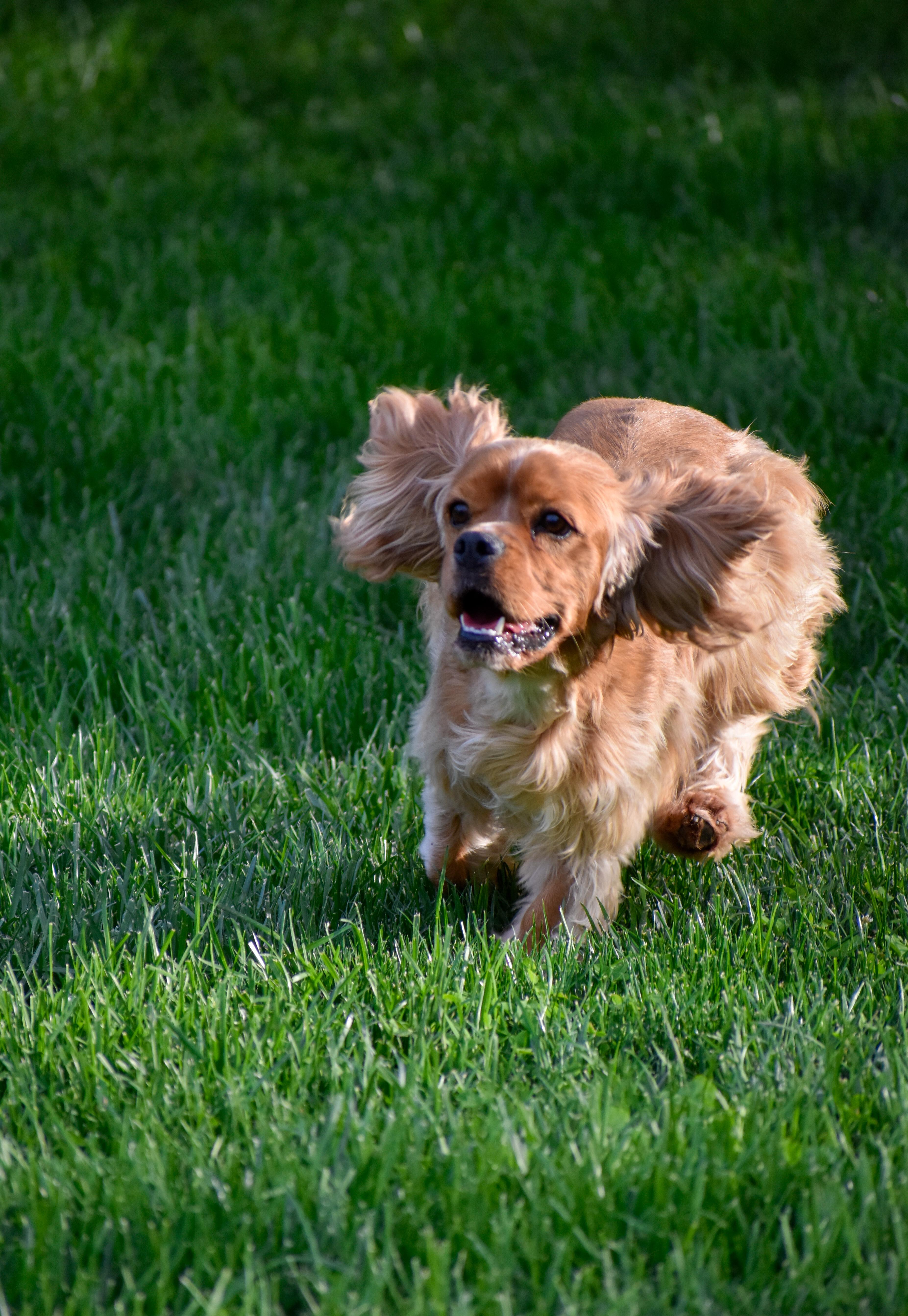 Elliott, a ADOPTABLE Cocker Spaniel in Indianapolis, IN image 2/4