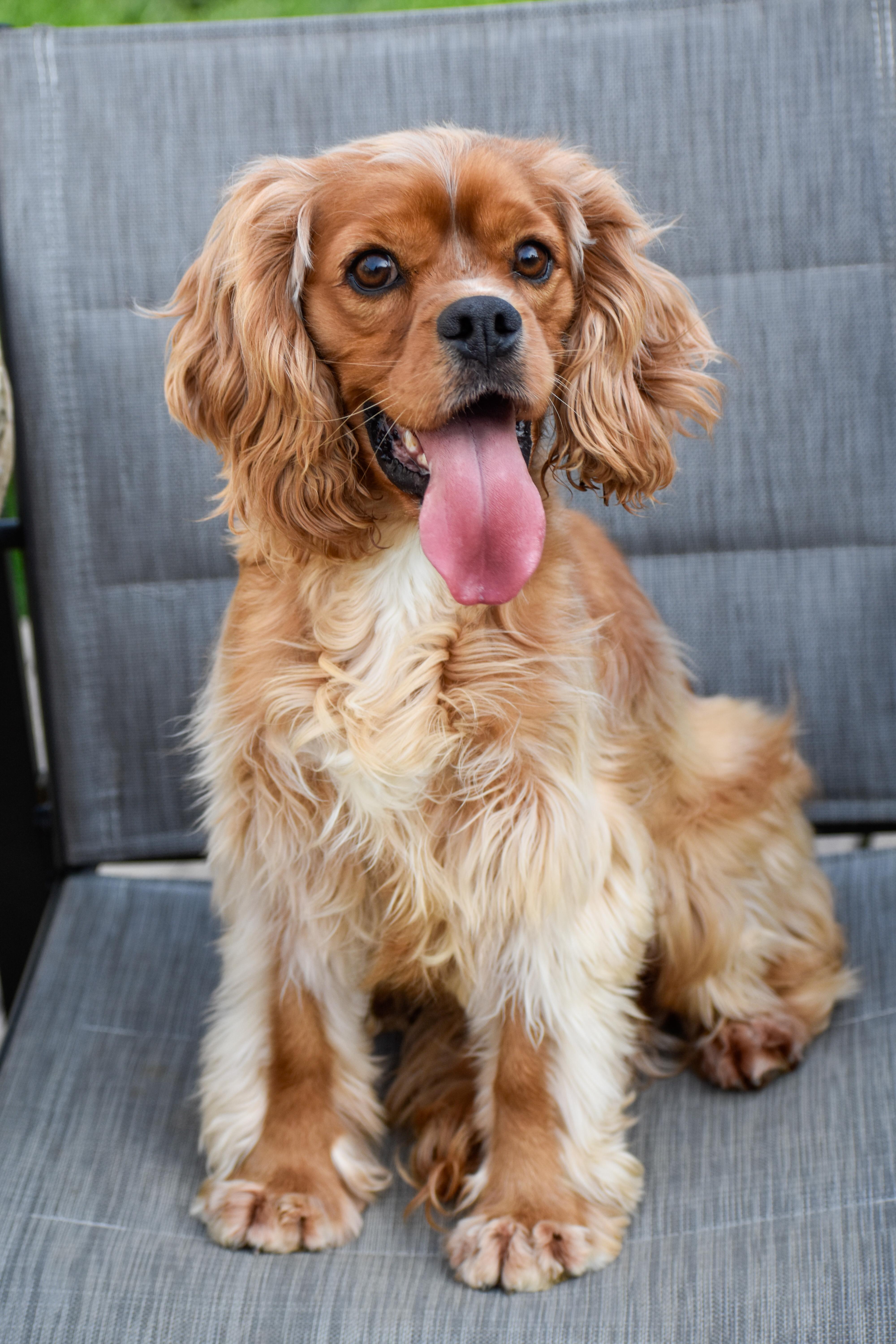 Elliott, a ADOPTABLE Cocker Spaniel in Indianapolis, IN image 1/4