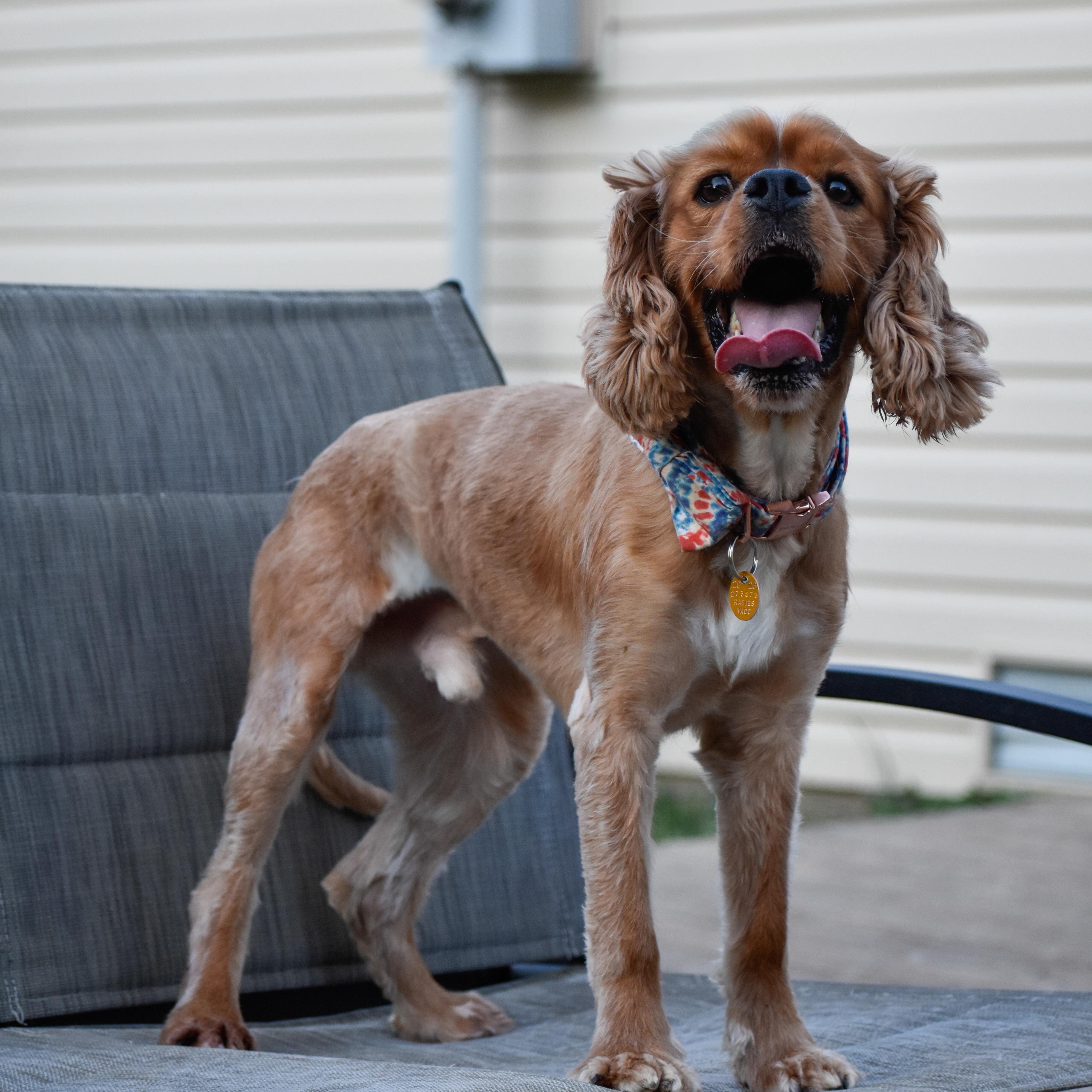 Enlarge Elliott, a ADOPTABLE Cocker Spaniel in Indianapolis, IN image 1/6