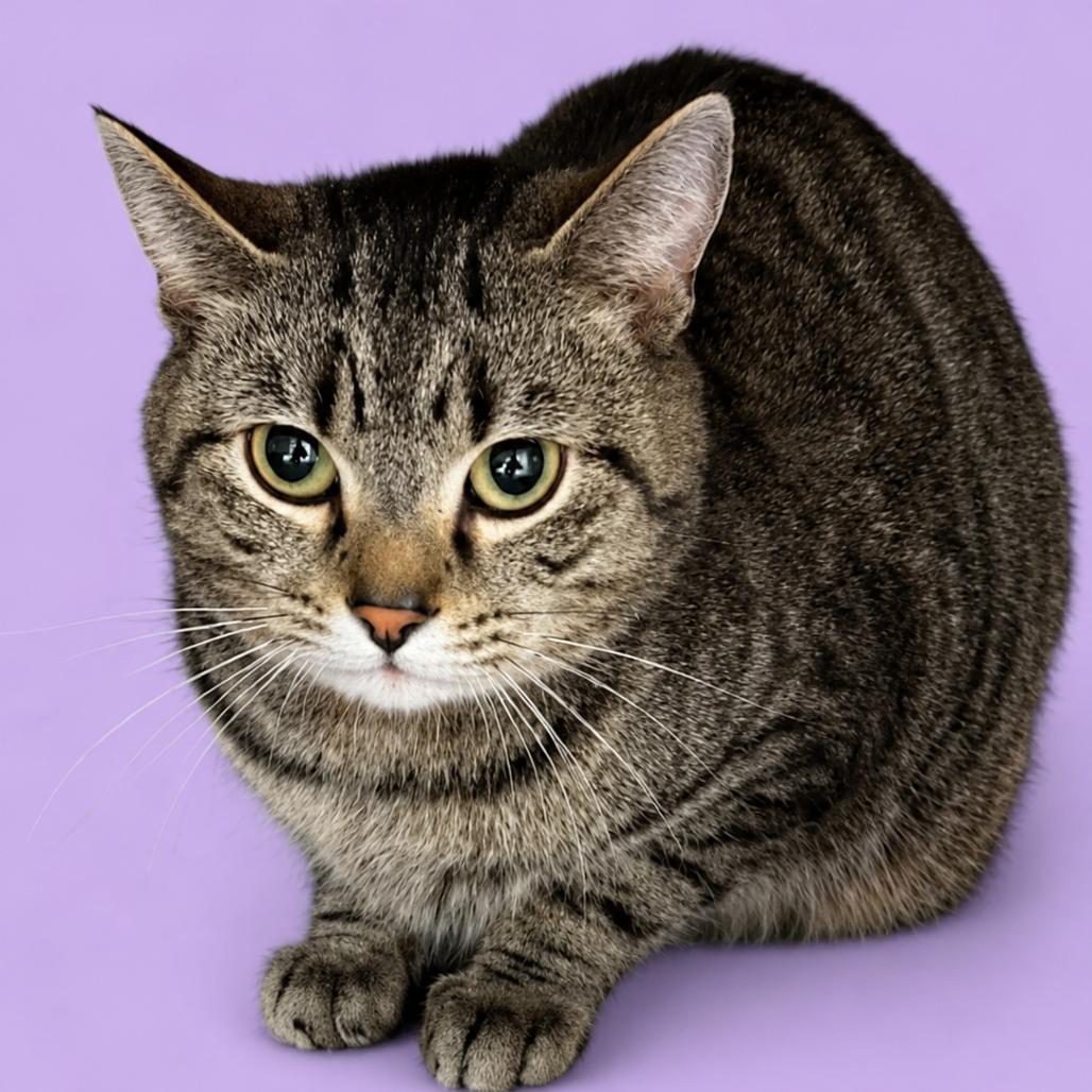 Cam, a Adoptable mixed breed in Concord, NC image 2/2