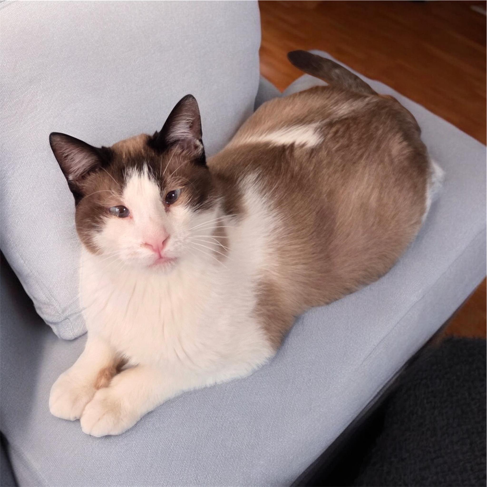 Enlarge Leo, a Adoptable mixed breed in High Ridge, MO image 1/1