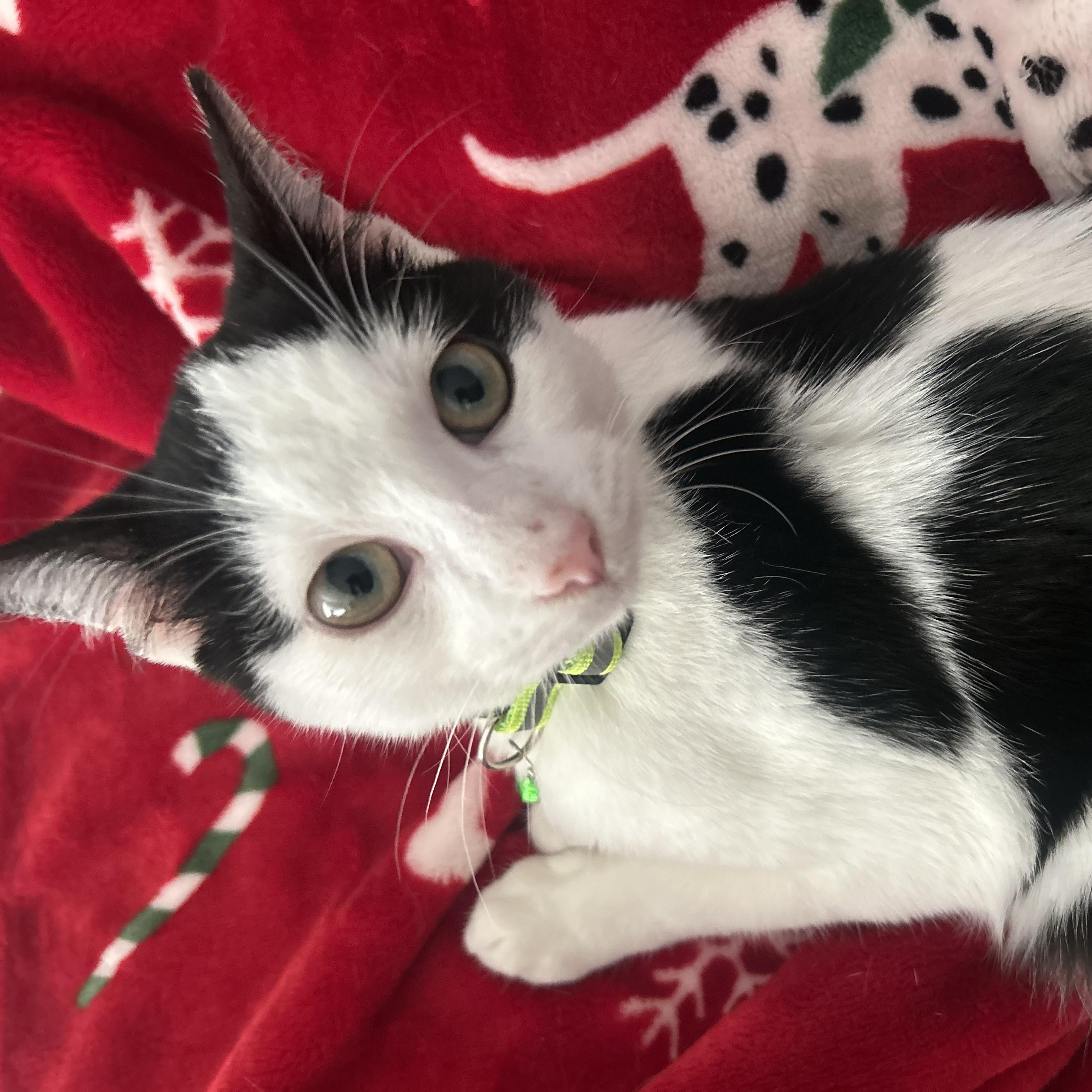 Enlarge Marshmallow, a Adoptable American Shorthair in Bellingham, WA image 2/6