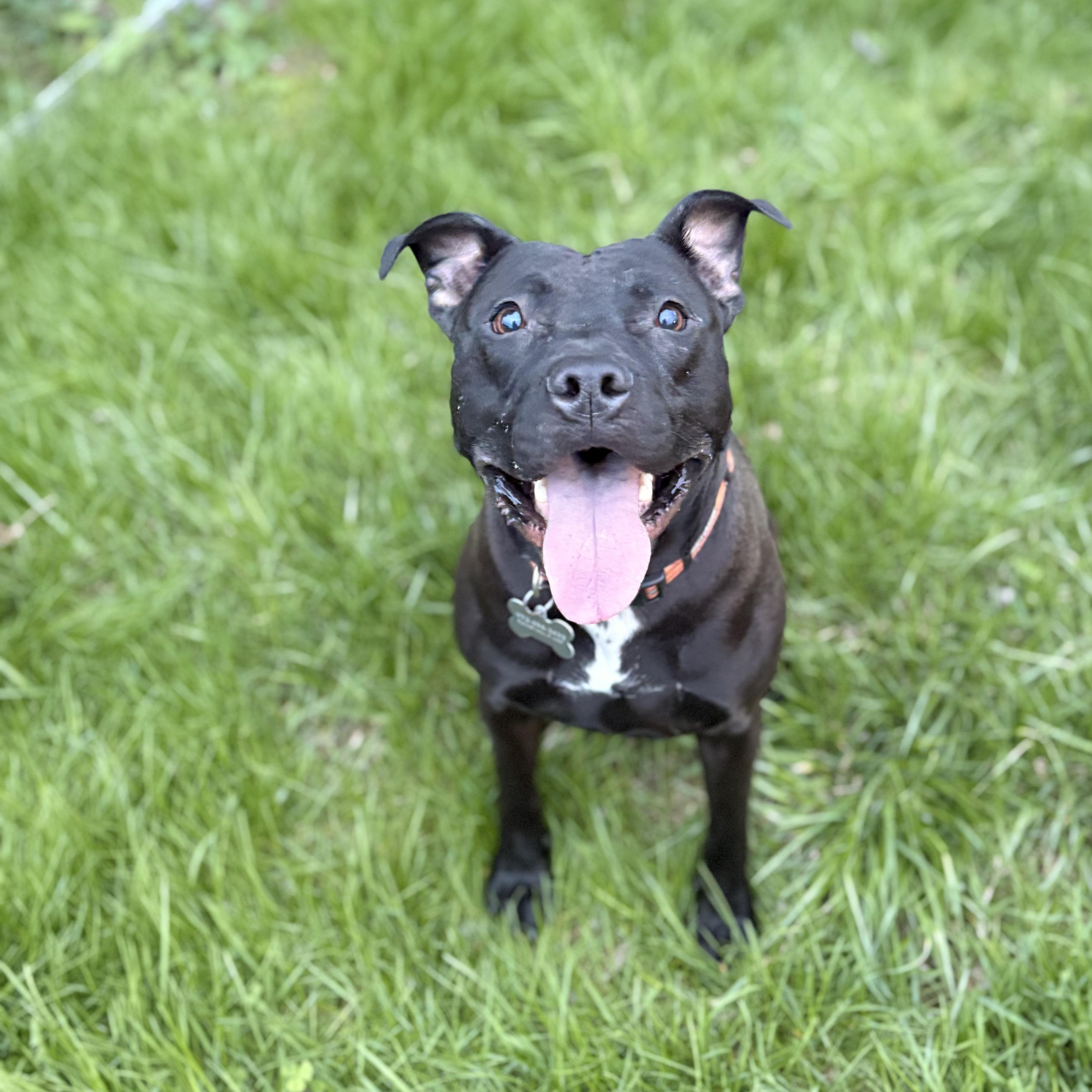 Enlarge Moe (guest dog), a Adoptable Pit Bull Terrier in Albany, NY image 2/5