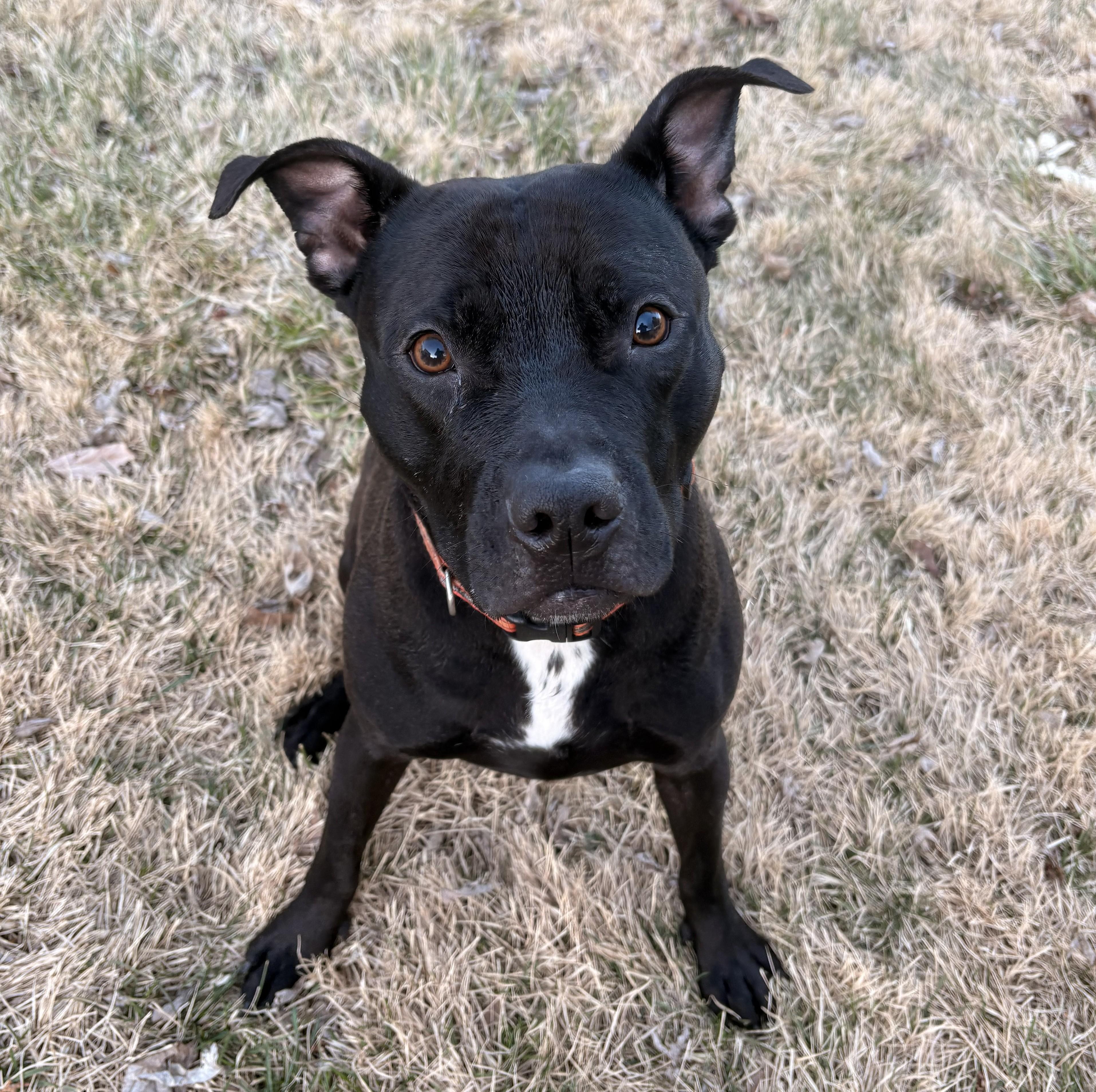 Moe (guest dog), Adoptable, Adult Male Pit Bull Terrier.