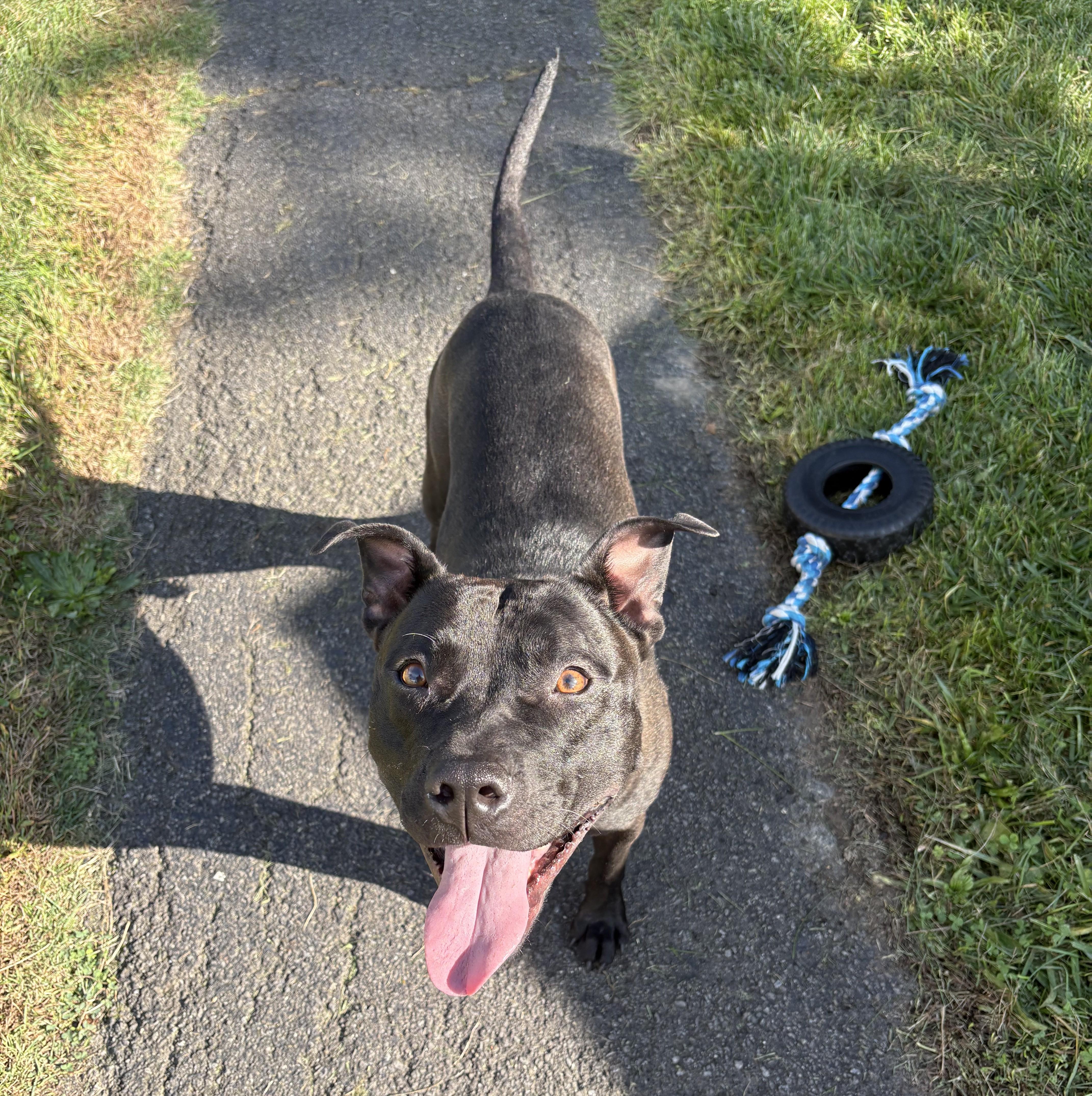 Enlarge Moe (guest dog), a Adoptable Pit Bull Terrier in Albany, NY image 4/5