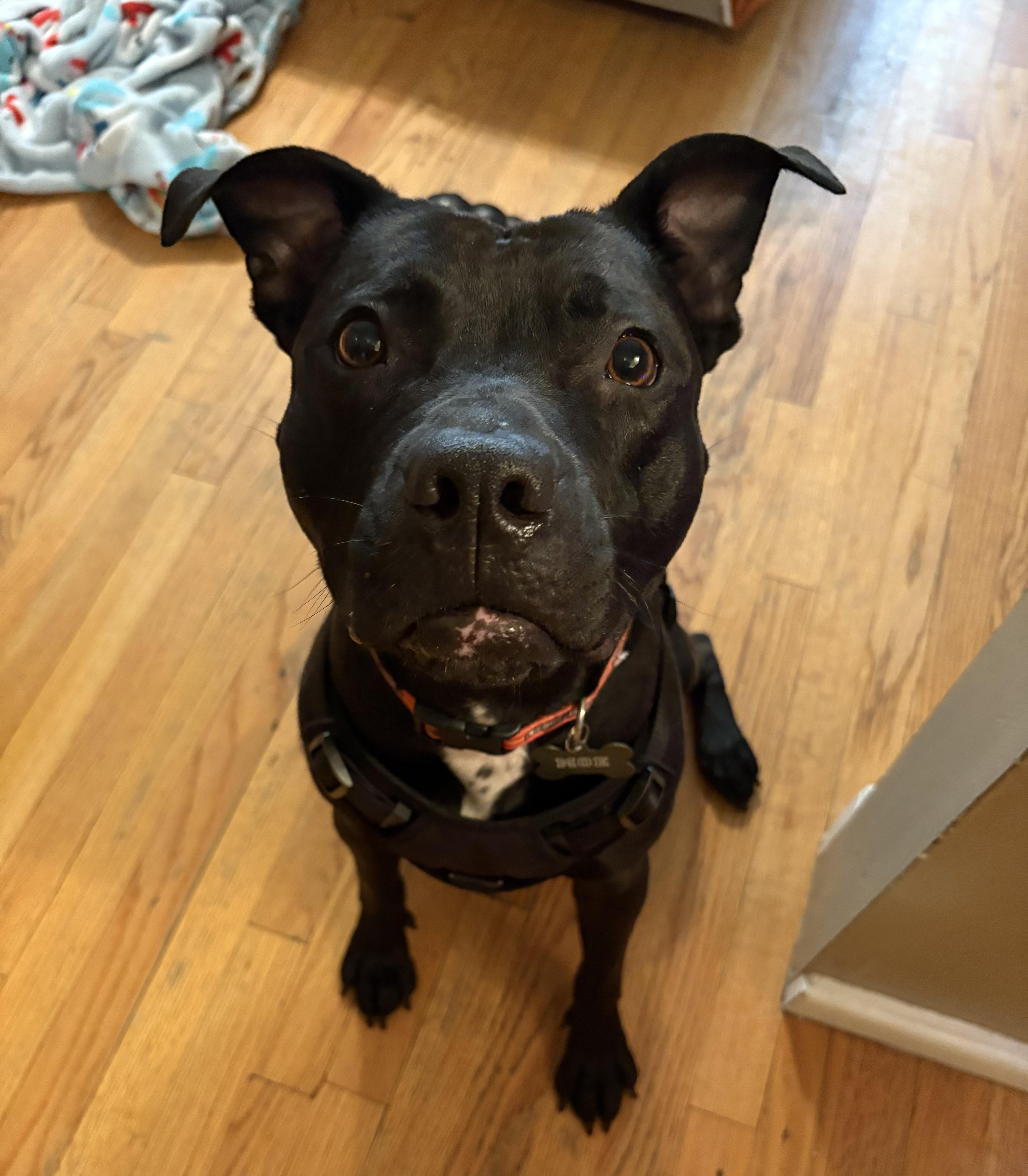 Enlarge Moe (guest dog), a Adoptable Pit Bull Terrier in Albany, NY image 3/5