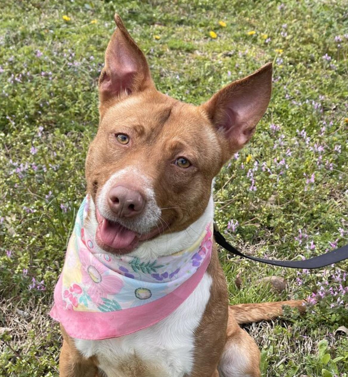 Ginger, Adoptable, Adult Female Australian Shepherd.