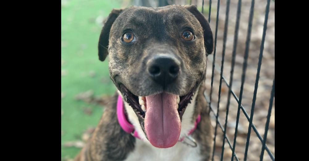 Tulle Aka Tullie, Adoptable, Adult Female American Bulldog & American Staffordshire Terrier.