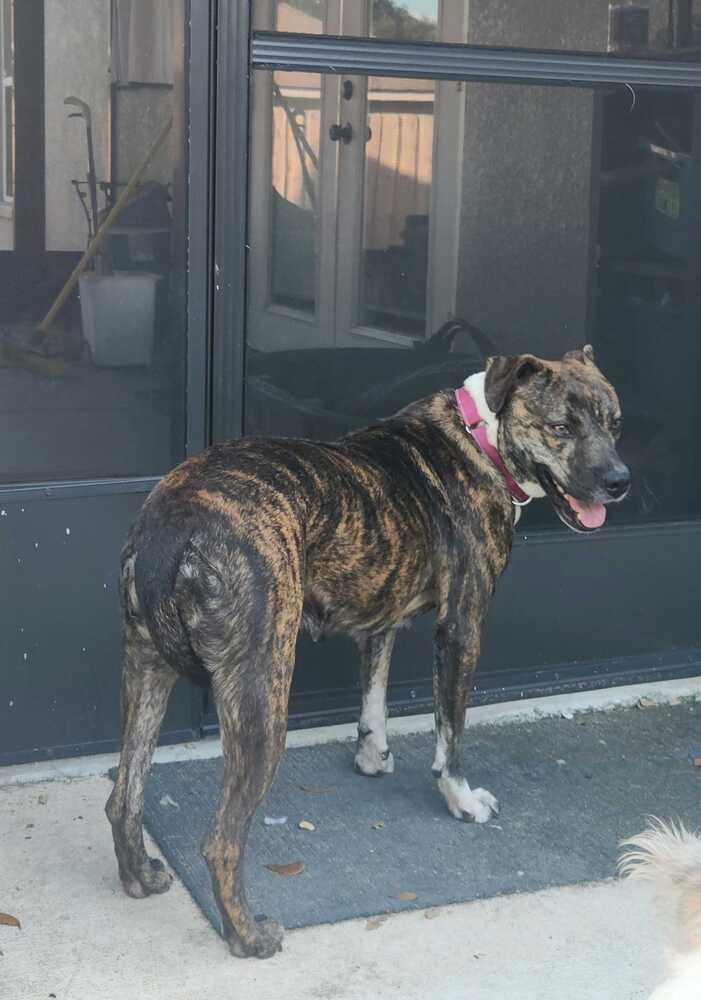 Enlarge Tulle Aka Tullie, a Adoptable mixed breed in Lakeland, FL image 2/6