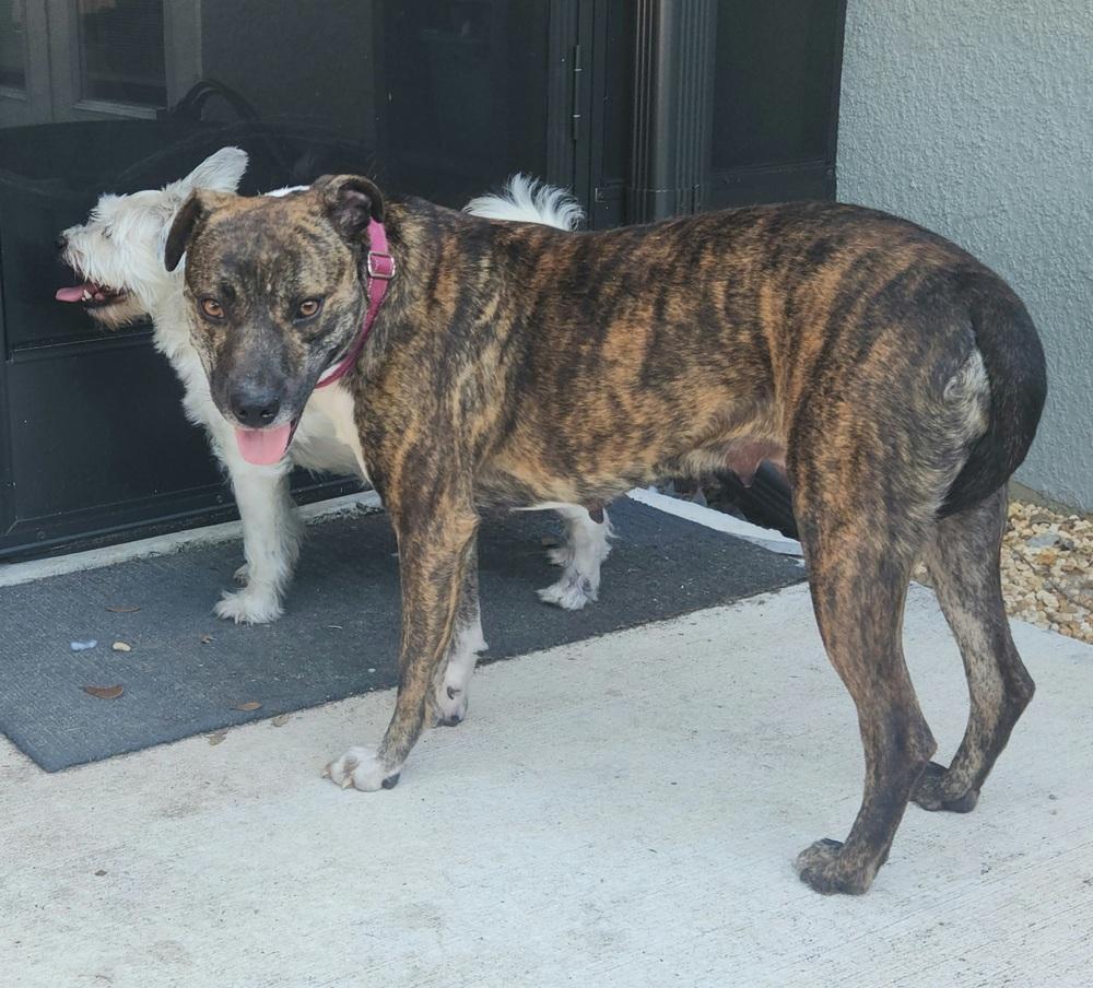 Enlarge Tulle Aka Tullie, a Adoptable mixed breed in Lakeland, FL image 3/6