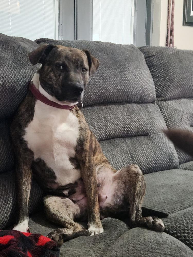 Enlarge Tulle Aka Tullie, a Adoptable mixed breed in Lakeland, FL image 4/6