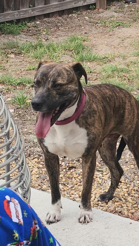 Enlarge Tulle Aka Tullie, a Adoptable mixed breed in Lakeland, FL image 6/6