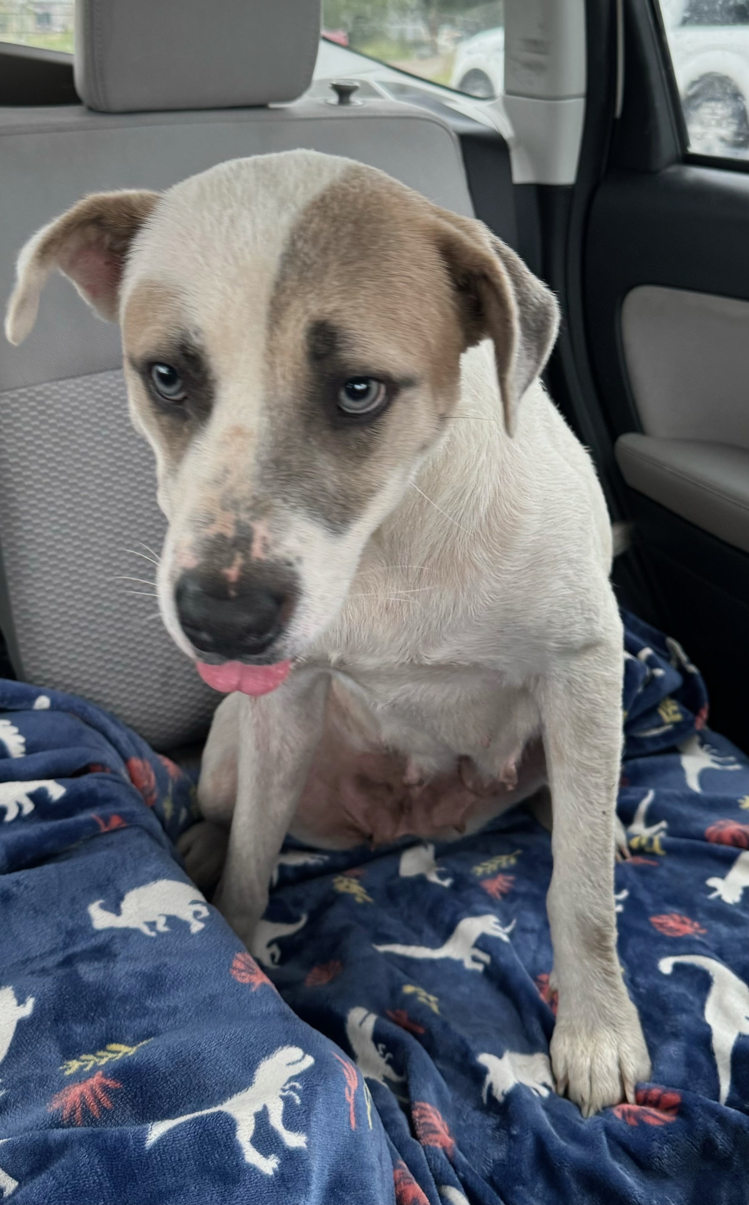 Dog for adoption DIXIE, a Mixed Breed in TULSA, OK Petfinder