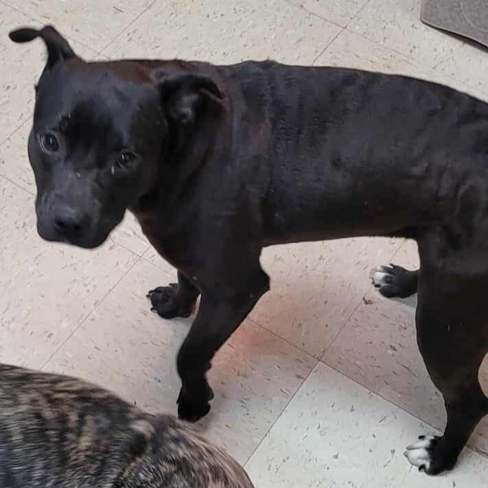 Sister AKA BET (Big Eared Turd)