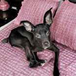 Sister AKA BET (Big Eared Turd)