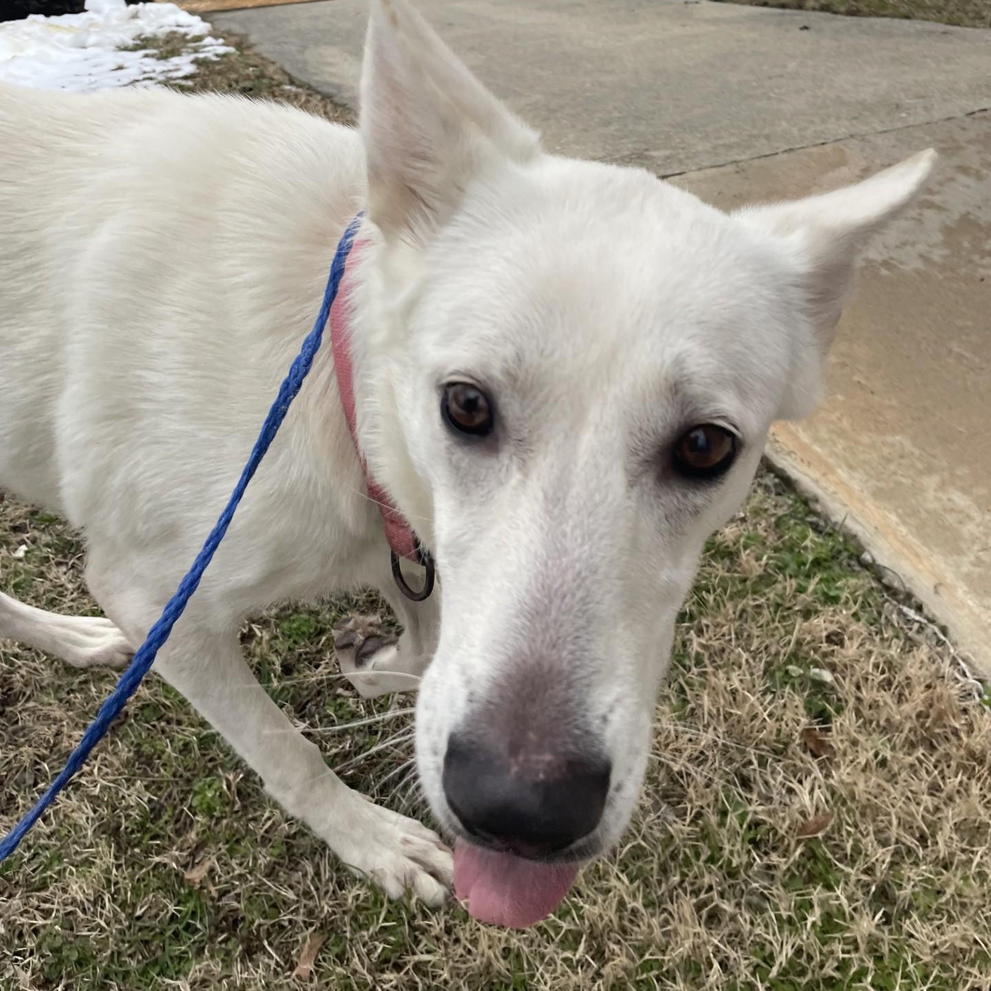 Enlarge Alaska9414U, a ADOPTABLE mixed breed in Rocky Mount, NC image 1/3