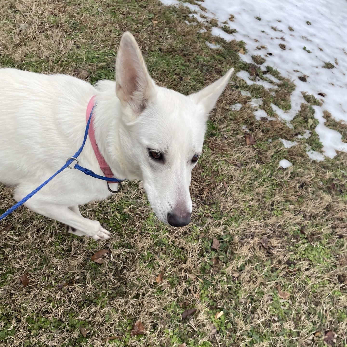 Enlarge Alaska9414U, a ADOPTABLE mixed breed in Rocky Mount, NC image 2/3