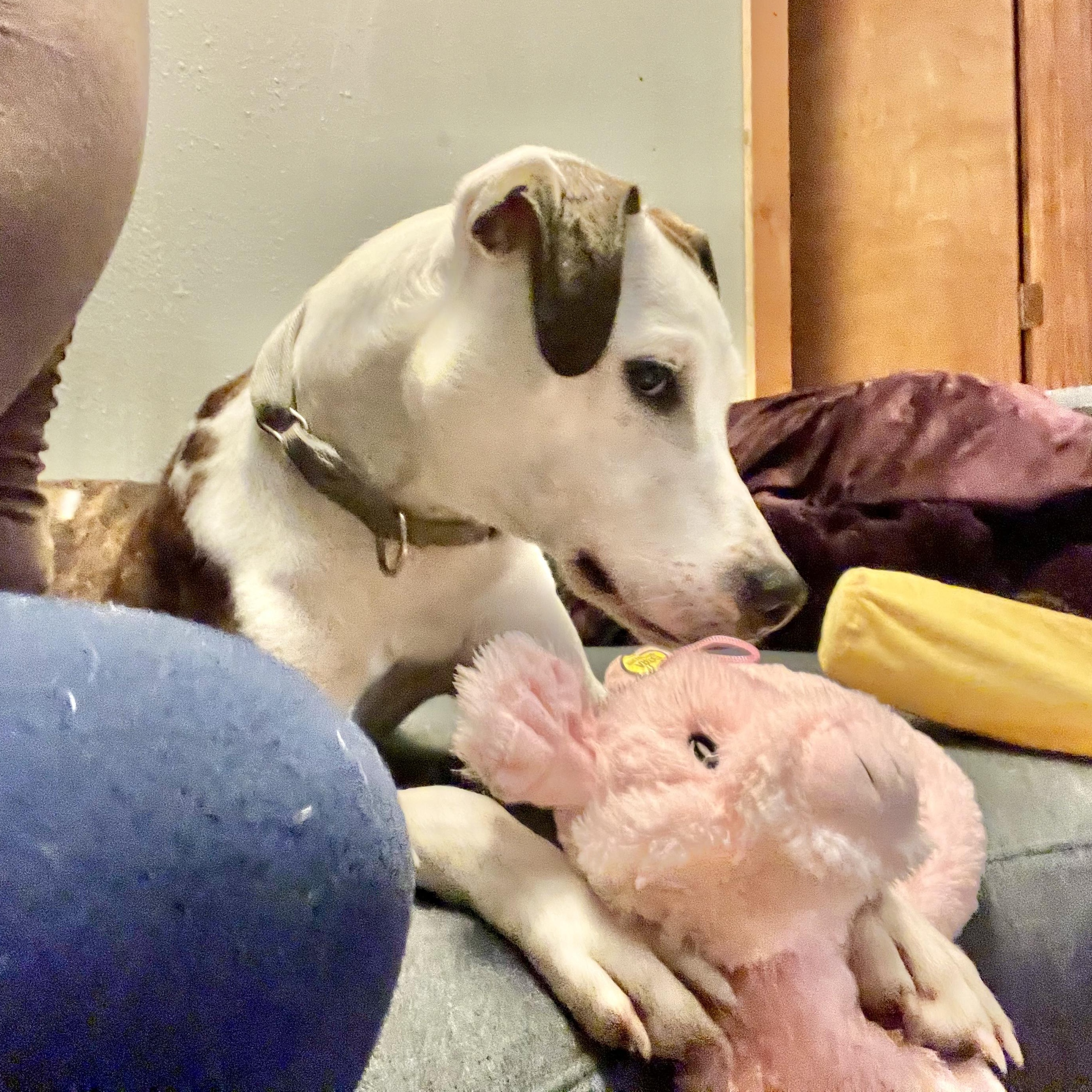 Dog for adoption Niles, a Mixed Breed in Toms River, NJ Petfinder