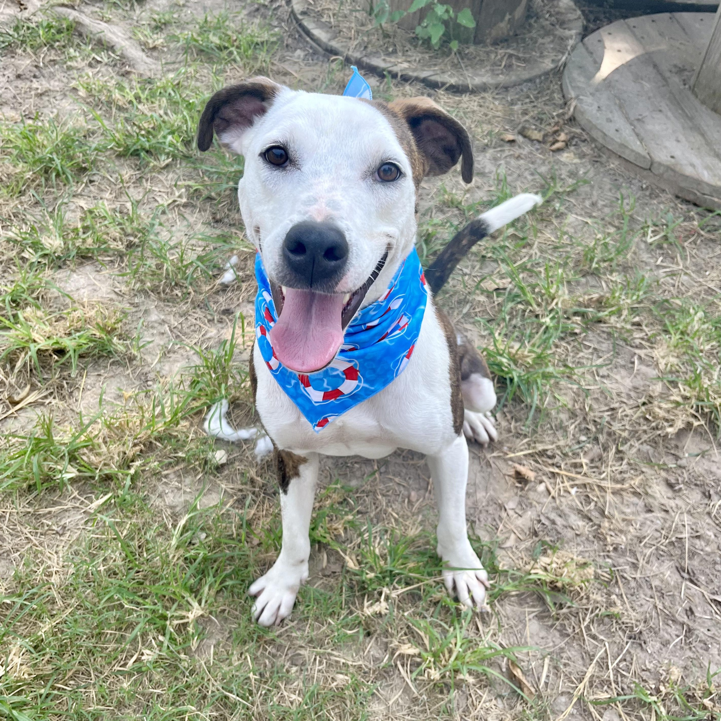 Dog for adoption Niles, a Mixed Breed in Toms River, NJ Petfinder