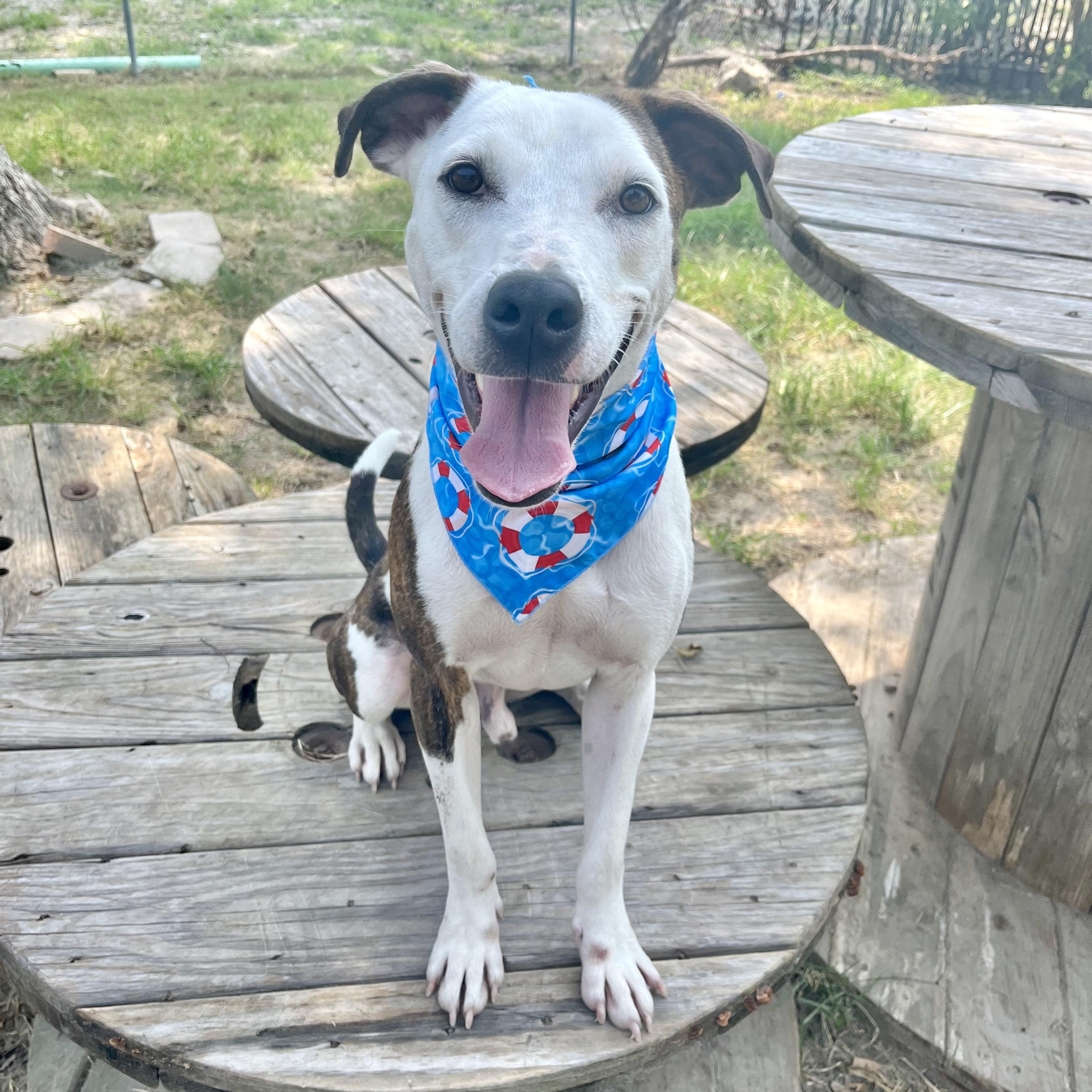 Dog for adoption Niles, a Mixed Breed in Toms River, NJ Petfinder