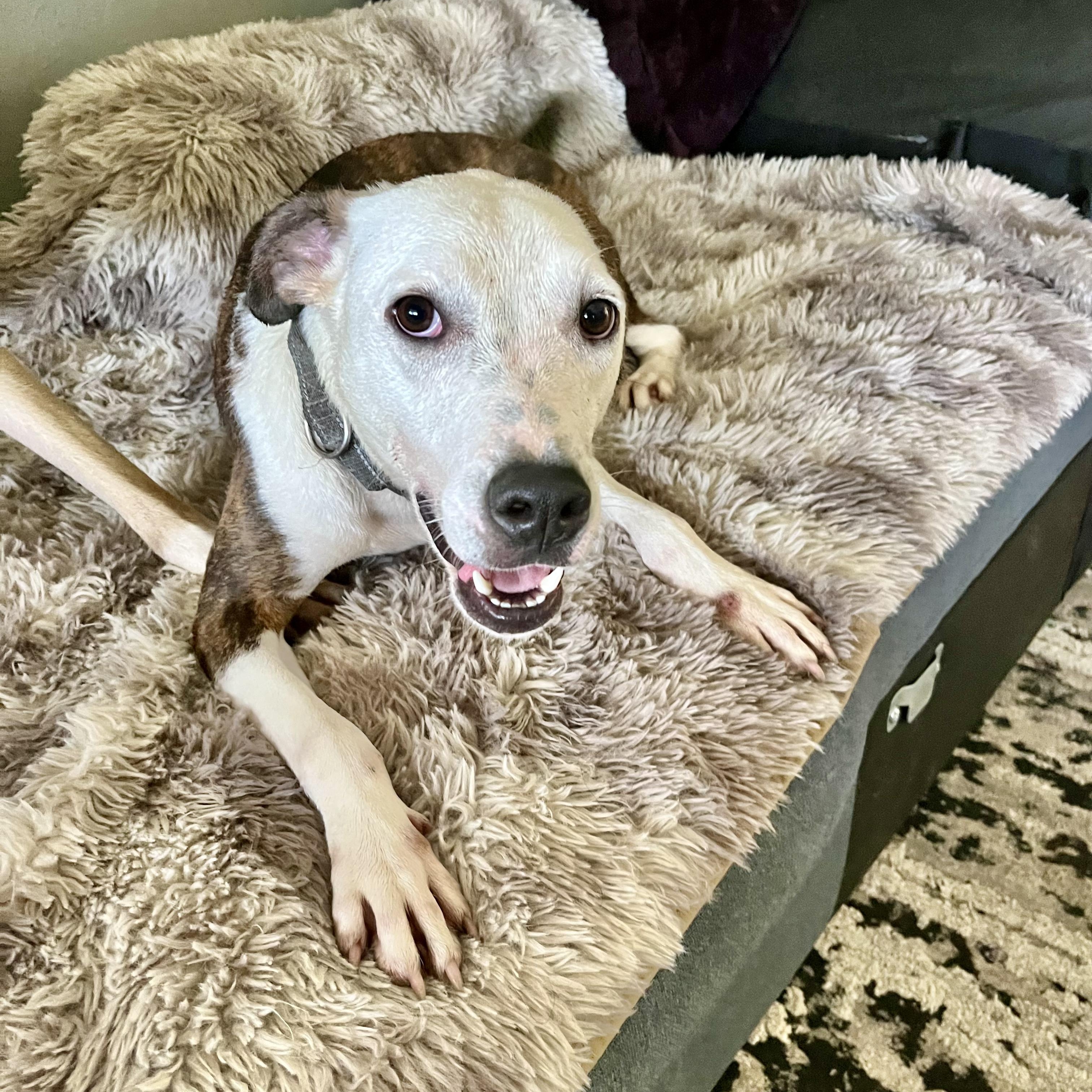 Dog for adoption Niles, a Mixed Breed in Toms River, NJ Petfinder