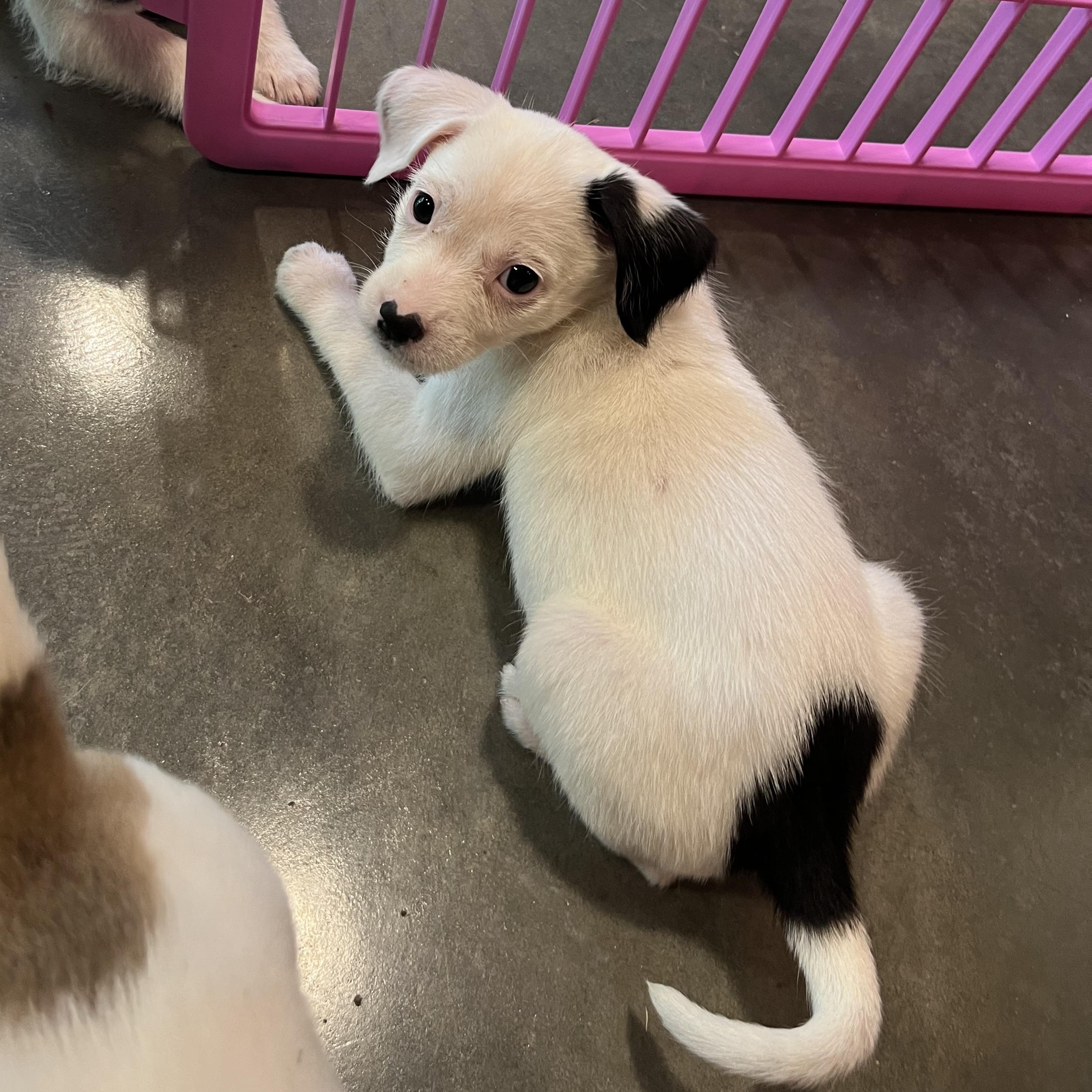 Enlarge Stars, an adopted mixed breed in Salisbury, NC image 4/6