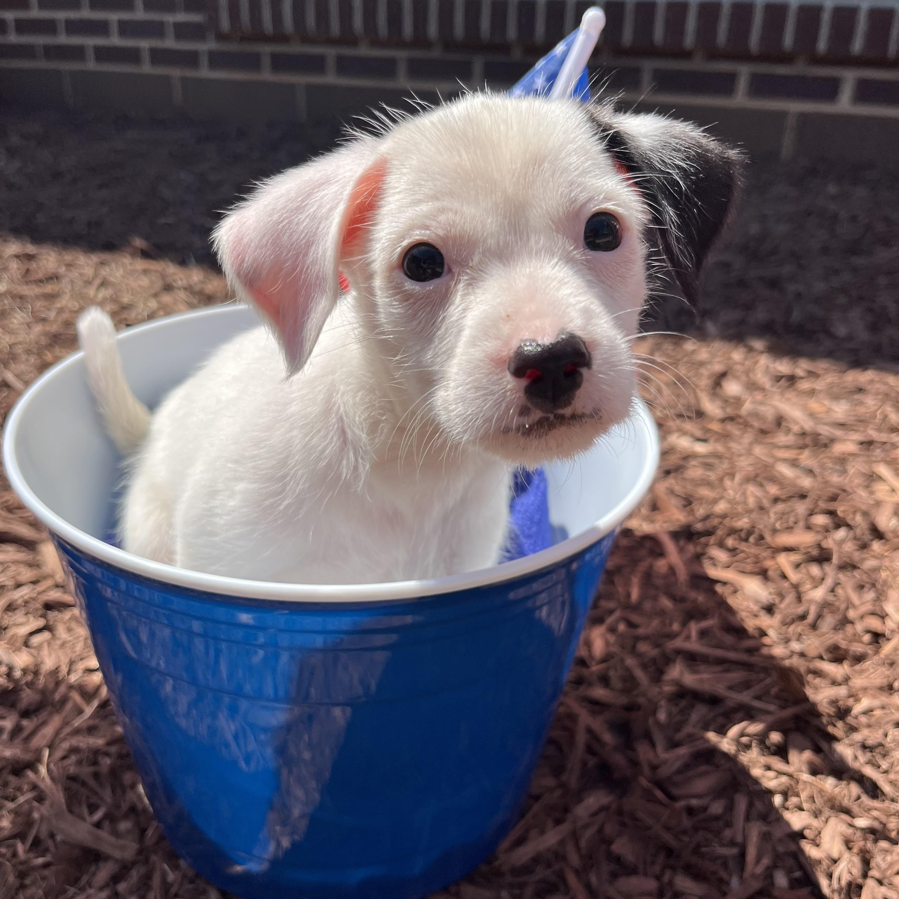 Enlarge Stars, an adopted mixed breed in Salisbury, NC image 2/6