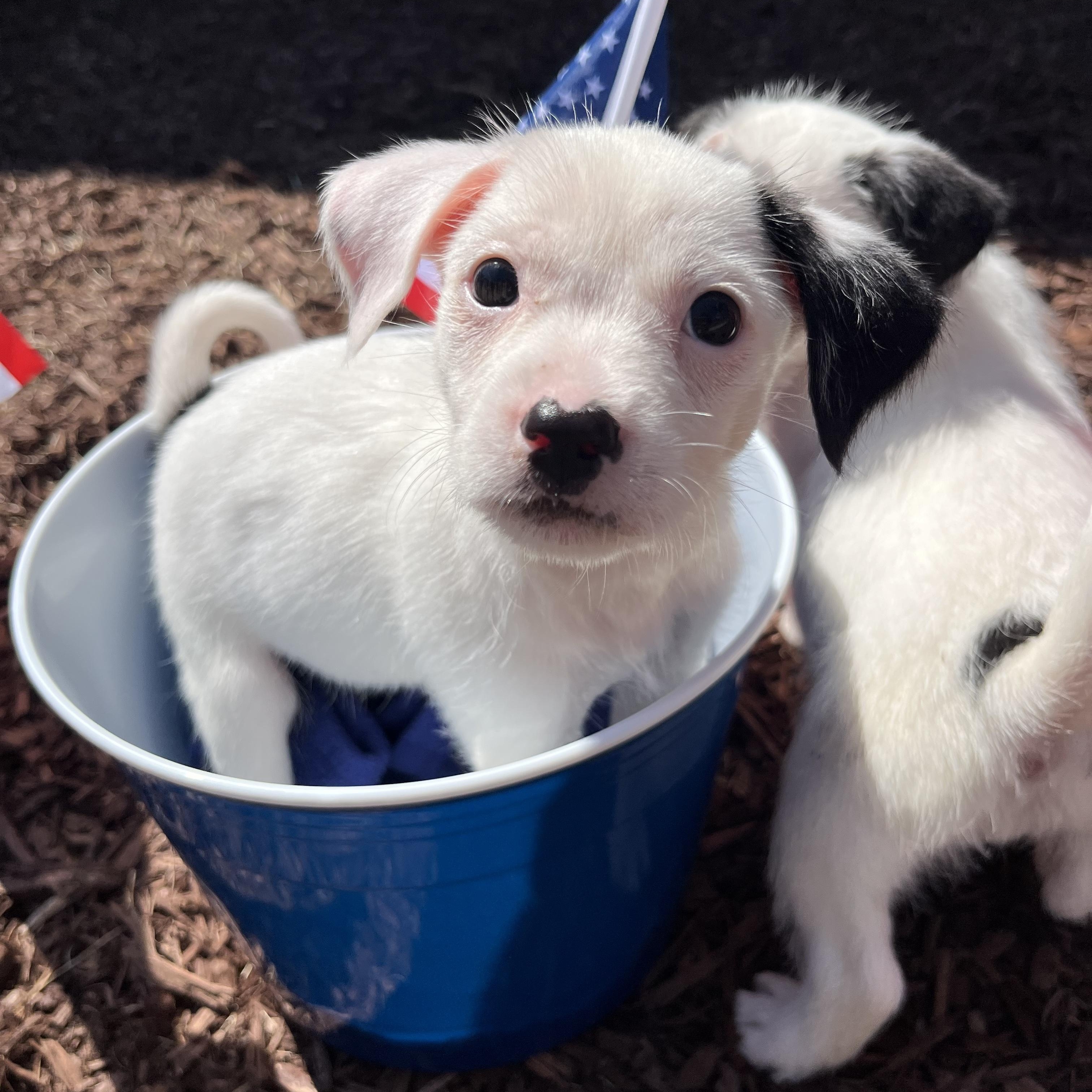 Enlarge Stars, an adopted mixed breed in Salisbury, NC image 1/6