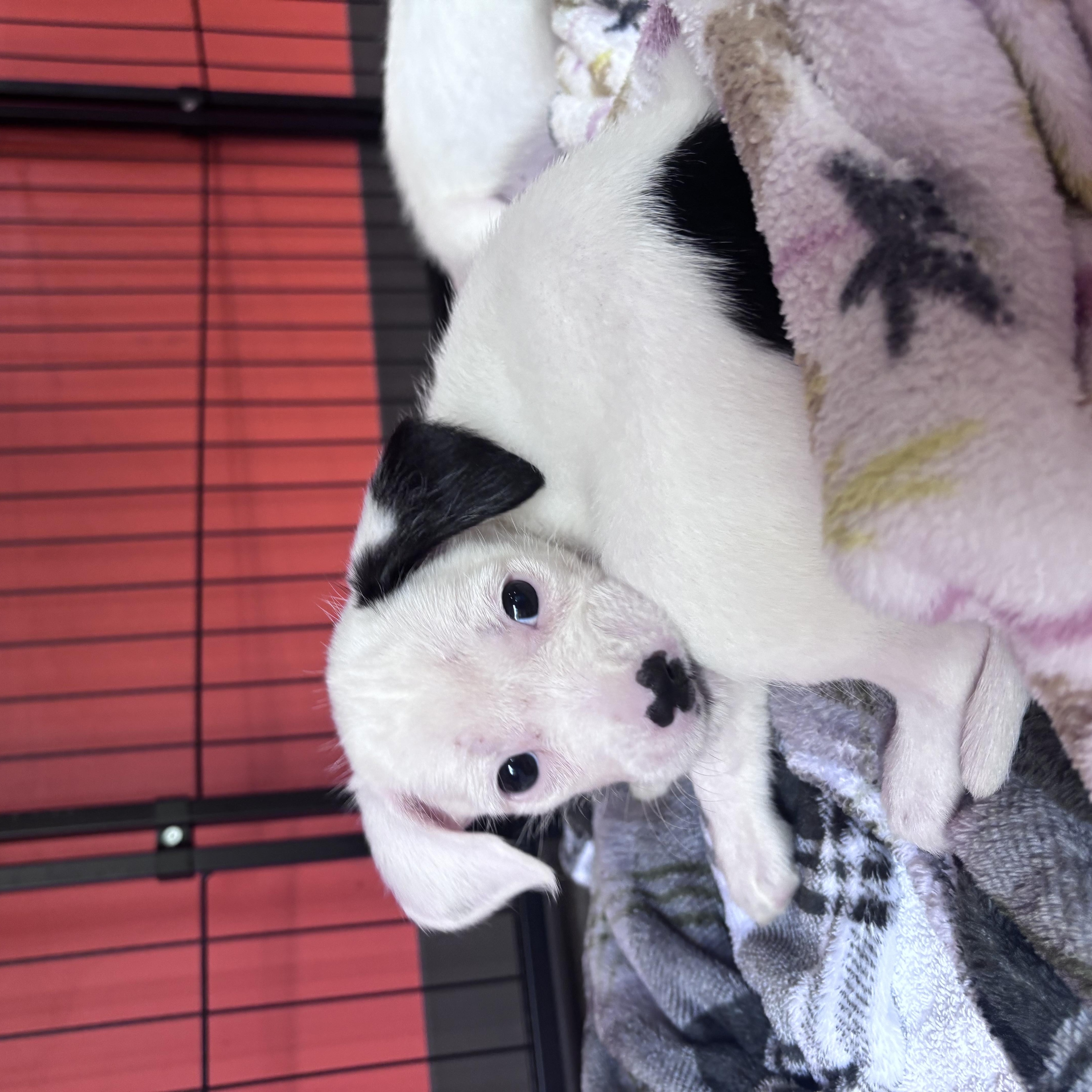 Enlarge Stars, an adopted mixed breed in Salisbury, NC image 5/6