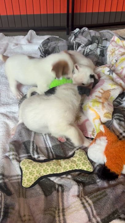Enlarge Stars, an adopted mixed breed in Salisbury, NC video 6/6