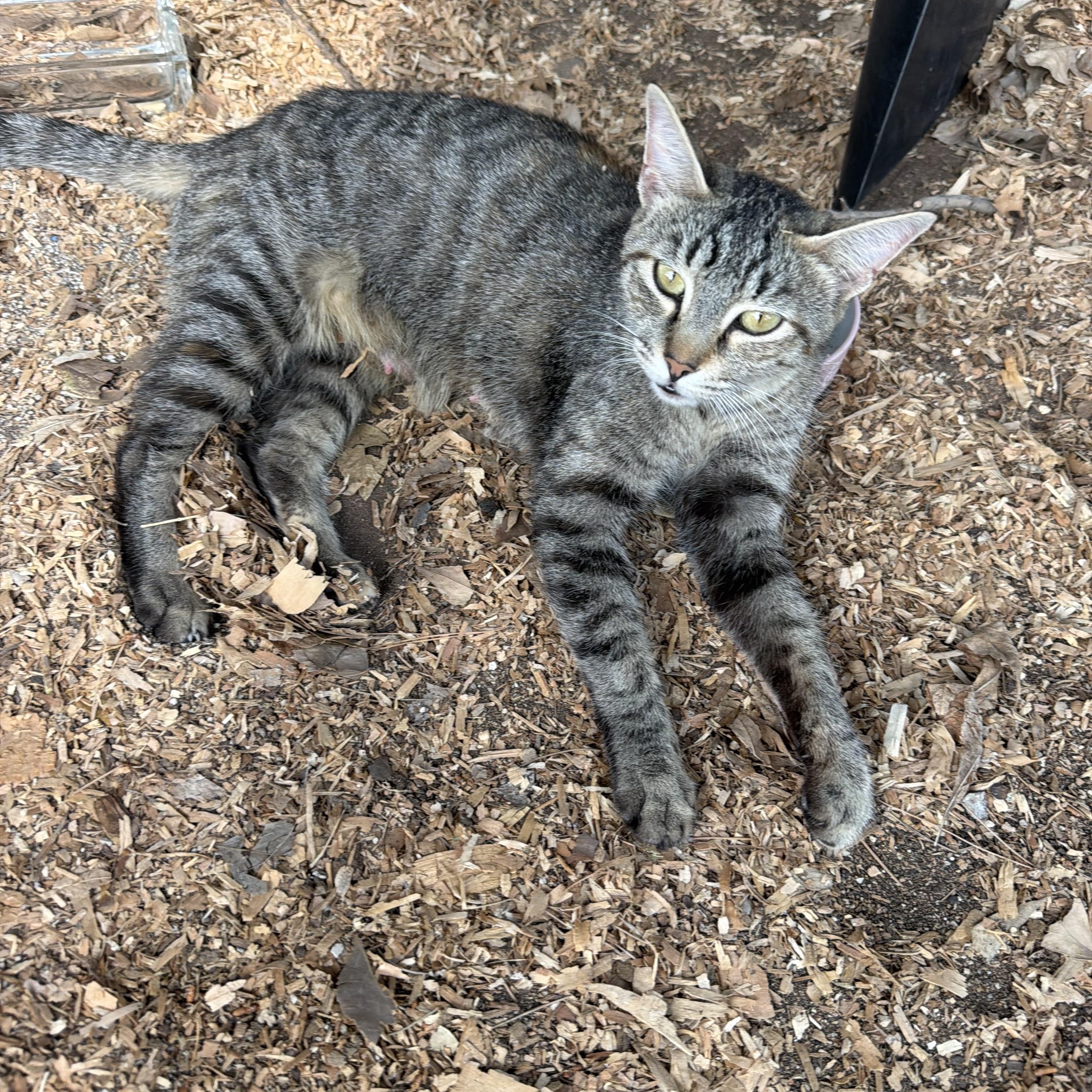 Eve, ADOPTABLE, Young Female American Shorthair.