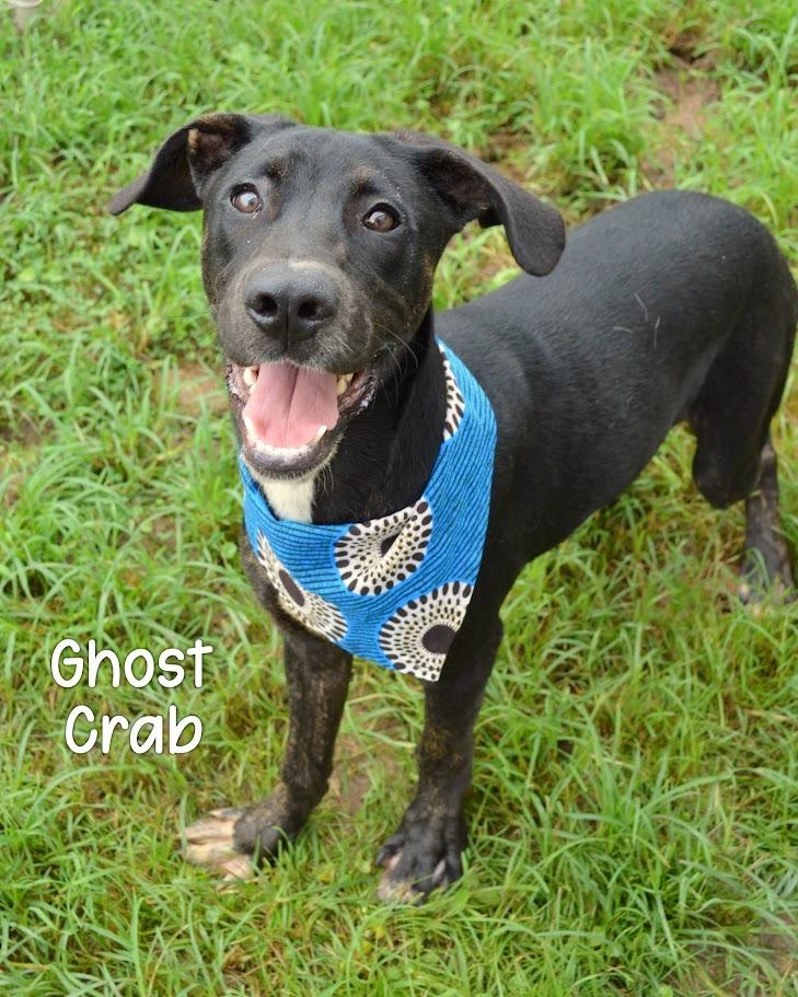 Ghost Crab, Adoptable, Puppy Male Labrador Retriever & Pit Bull Terrier.