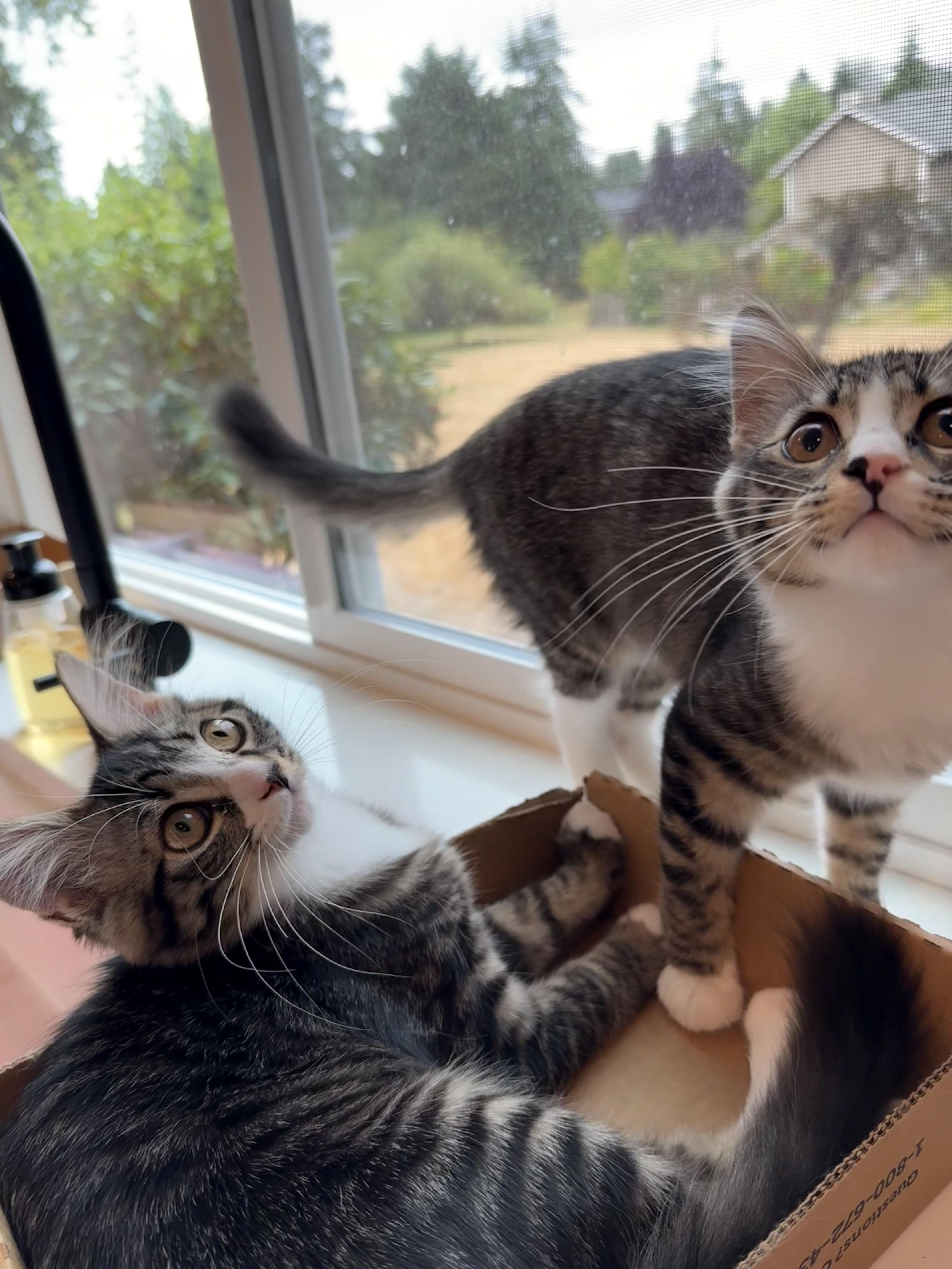 Mabel & Hattie Domestic Medium Hair Cat