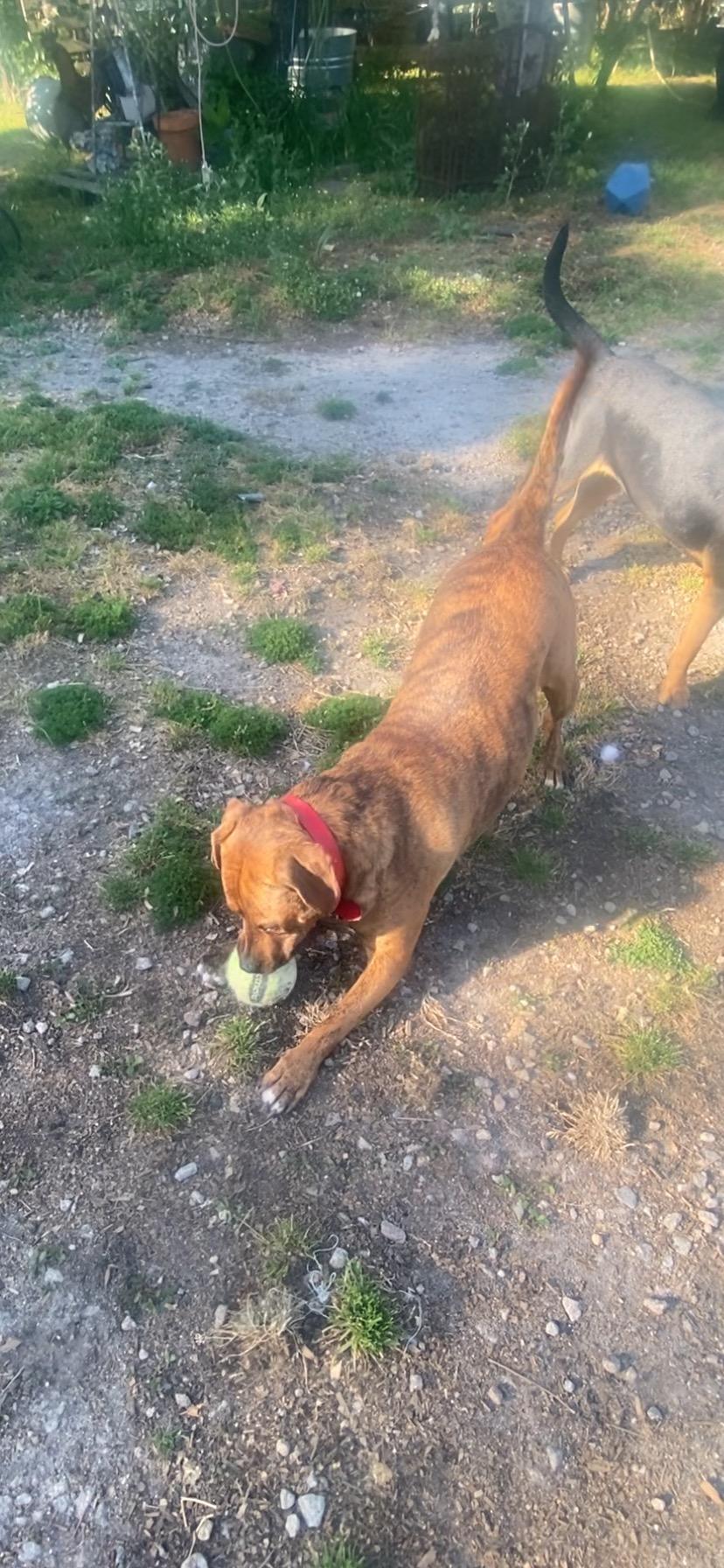 Timmy, Adoptable, Adult Male Hound.