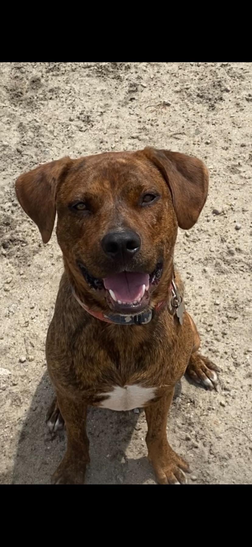 Timmy, a Adoptable Hound in Holly Springs, NC image 2/3