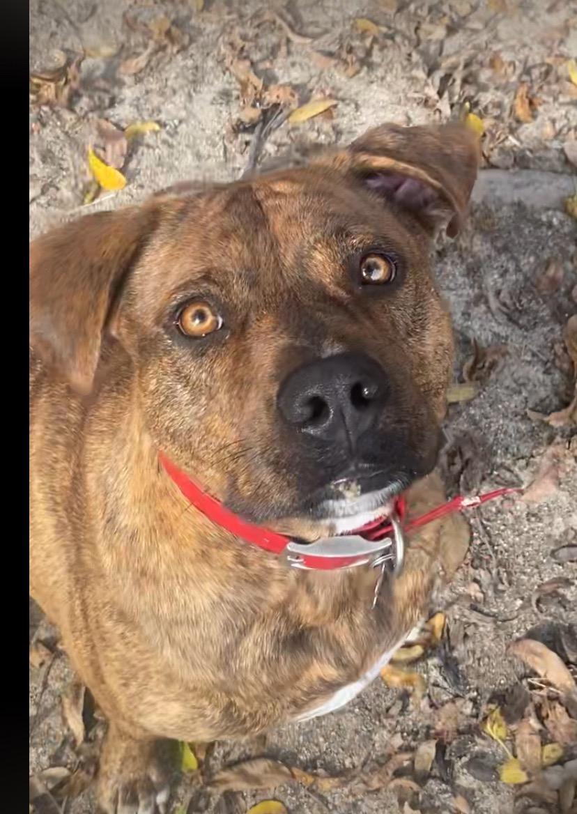 Timmy — thumbnail 3