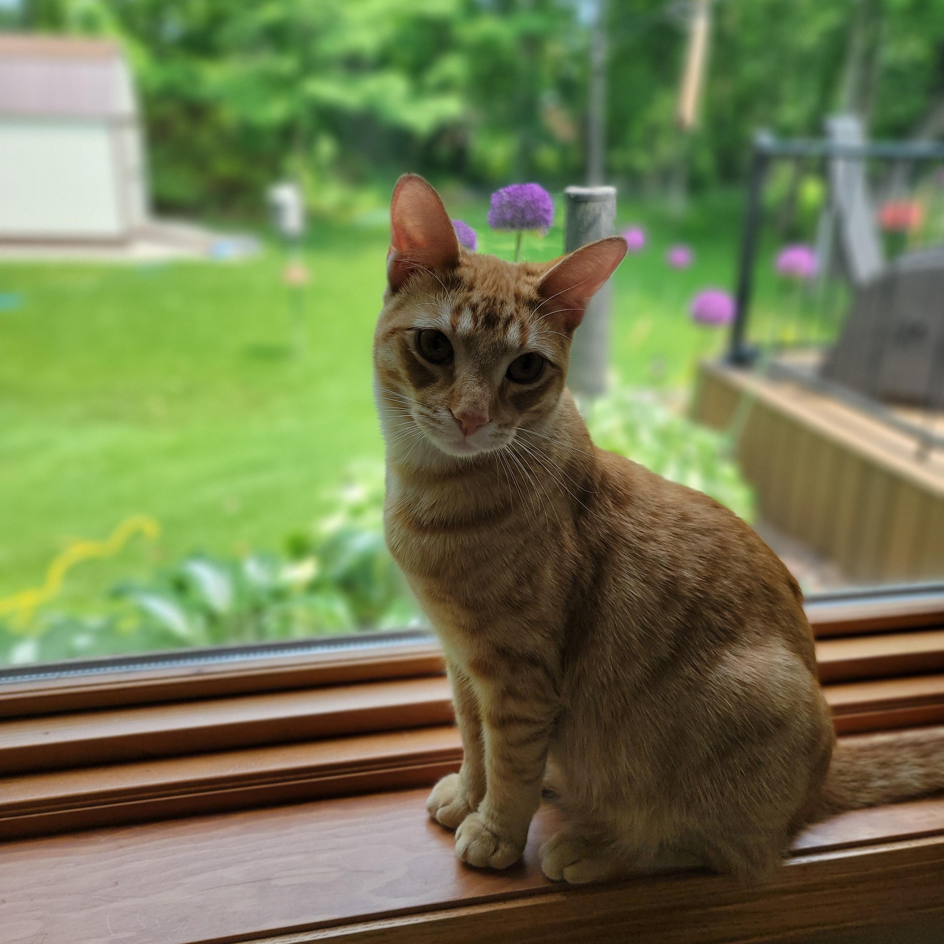 Enlarge Star - Playful and sweet, a Adoptable Domestic Short Hair in Racine, WI image 5/6