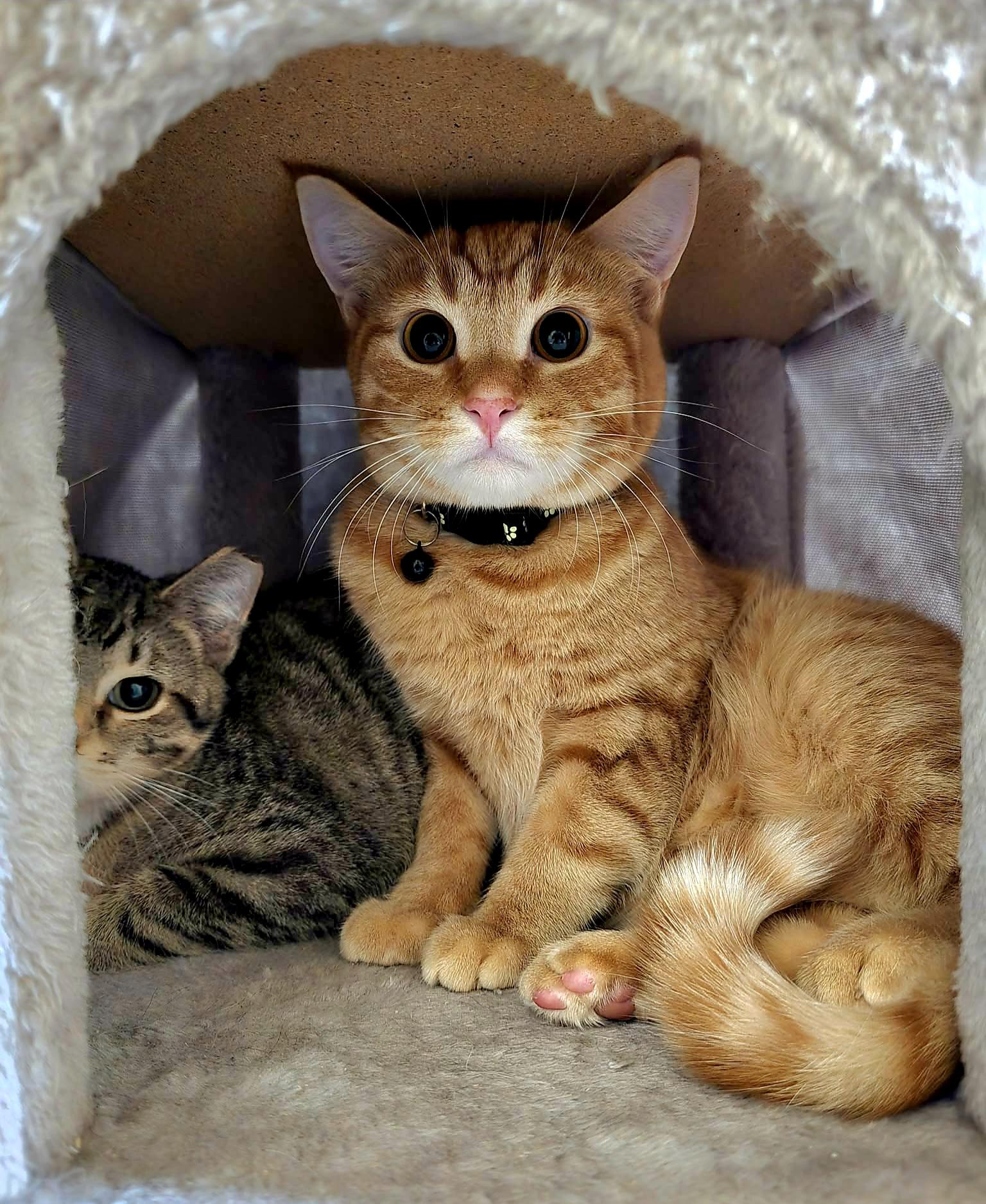 Enlarge Star - Playful and sweet, a Adoptable Domestic Short Hair in Racine, WI image 4/6