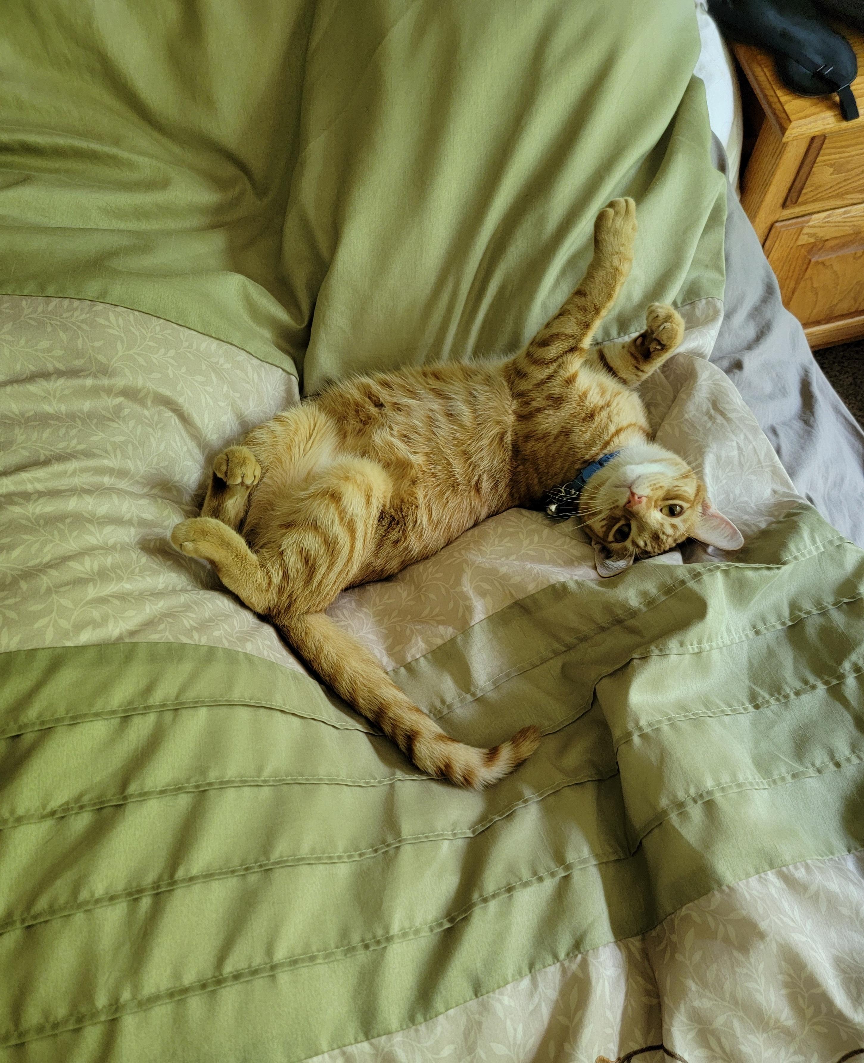 Enlarge Star - Playful and sweet, a Adoptable Domestic Short Hair in Racine, WI image 6/6