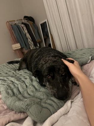 Lola (157912) (In a foster home), a ADOPTABLE Catahoula Leopard Dog in Baton Rouge, LA image 4/6