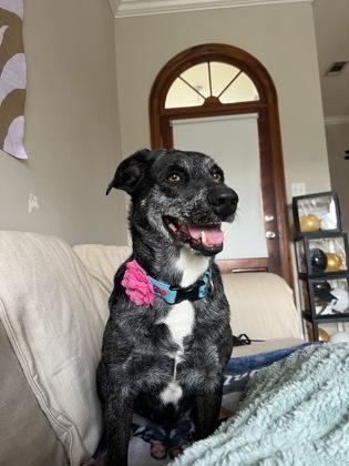 Lola (157912) (In a foster home), a ADOPTABLE Catahoula Leopard Dog in Baton Rouge, LA image 1/6