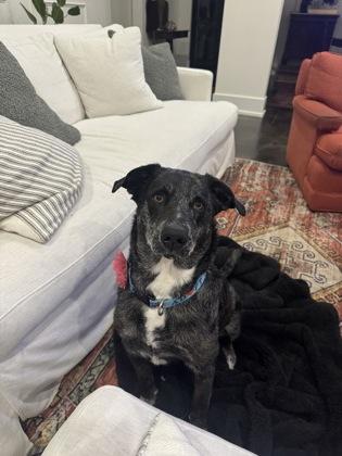 Lola (157912) (In a foster home), a ADOPTABLE Catahoula Leopard Dog in Baton Rouge, LA image 3/6