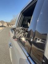 Lola (157912) (In a foster home), a ADOPTABLE Catahoula Leopard Dog in Baton Rouge, LA image 2/6