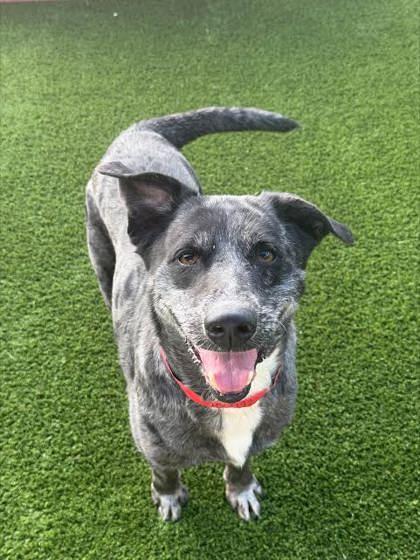 Lola (157912) (In a foster home), a ADOPTABLE Catahoula Leopard Dog in Baton Rouge, LA image 6/6