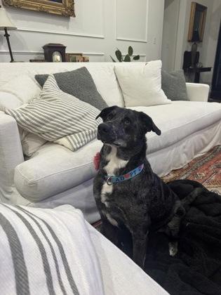 Lola (157912) (In a foster home), a ADOPTABLE Catahoula Leopard Dog in Baton Rouge, LA image 5/6