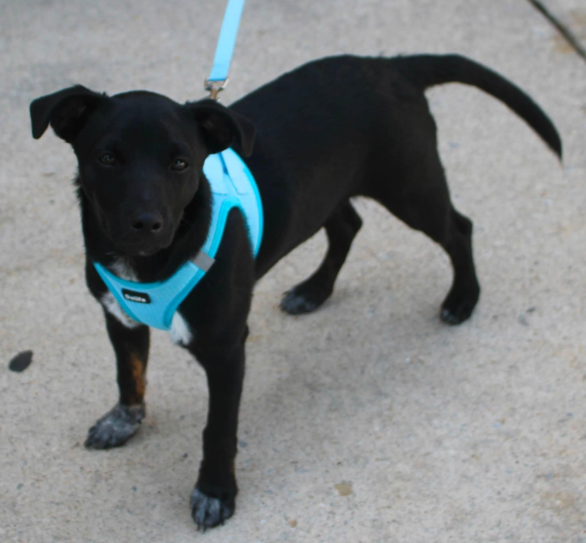 Jason, ADOPTABLE, Young Male Feist & Mixed Breed.